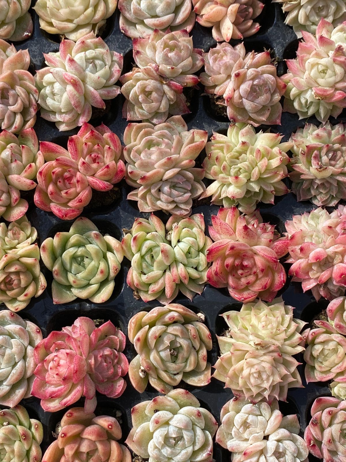 新入荷 マルガン×105苗 多肉植物 土根付き エケベリア セダム 韓国苗