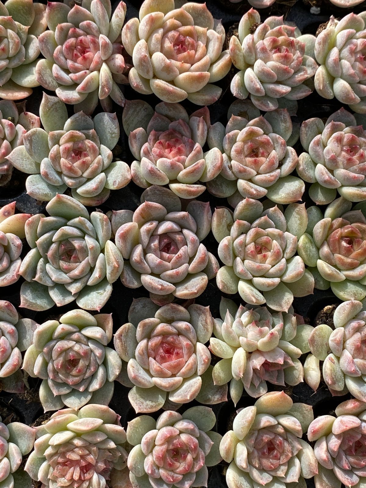 新入荷 アイスソウル×105苗 多肉植物 土根付き エケベリア セダム 韓国