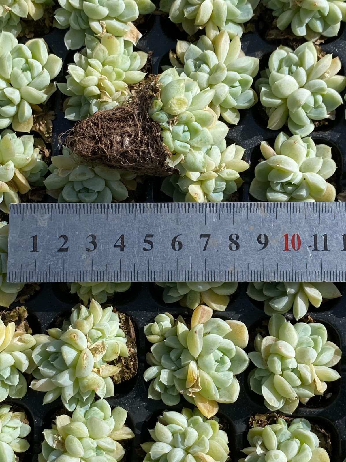 新入荷 トト×105苗 多肉植物 土根付き エケベリア セダム 韓国苗 寄せ