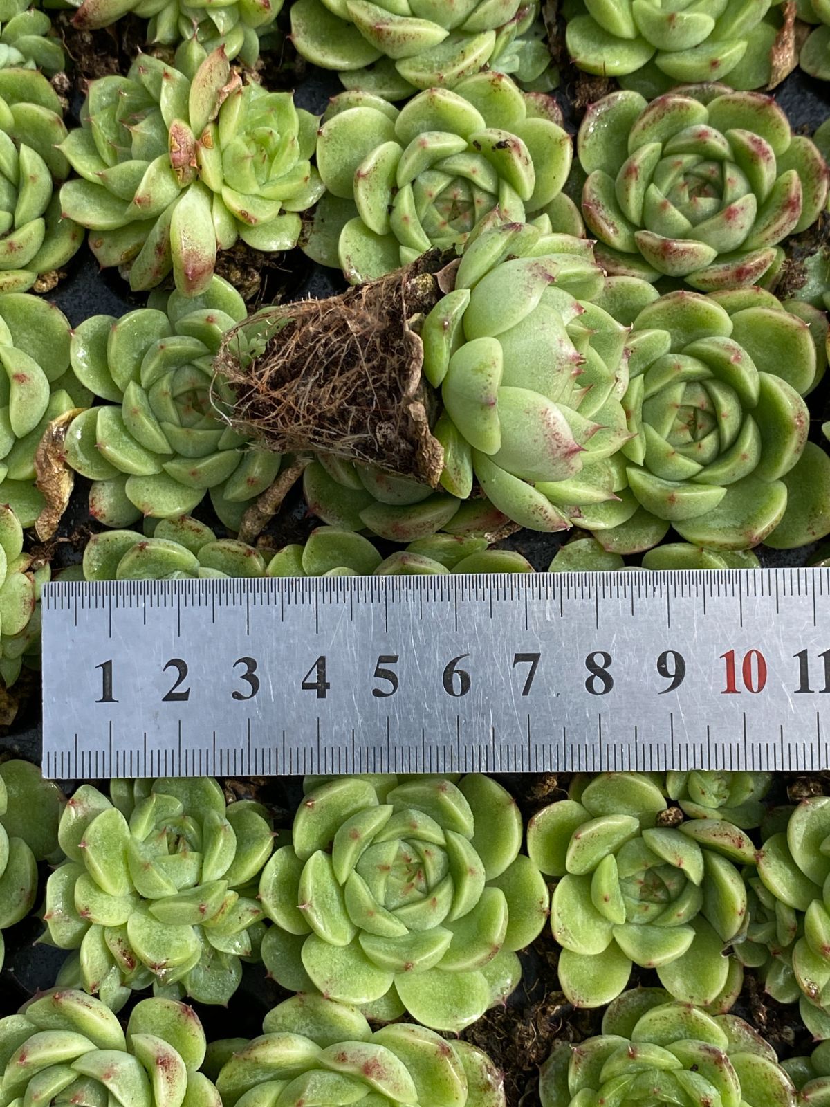 新入荷 ジェニーグリーン×105苗 多肉植物 土根付き エケベリア セダム