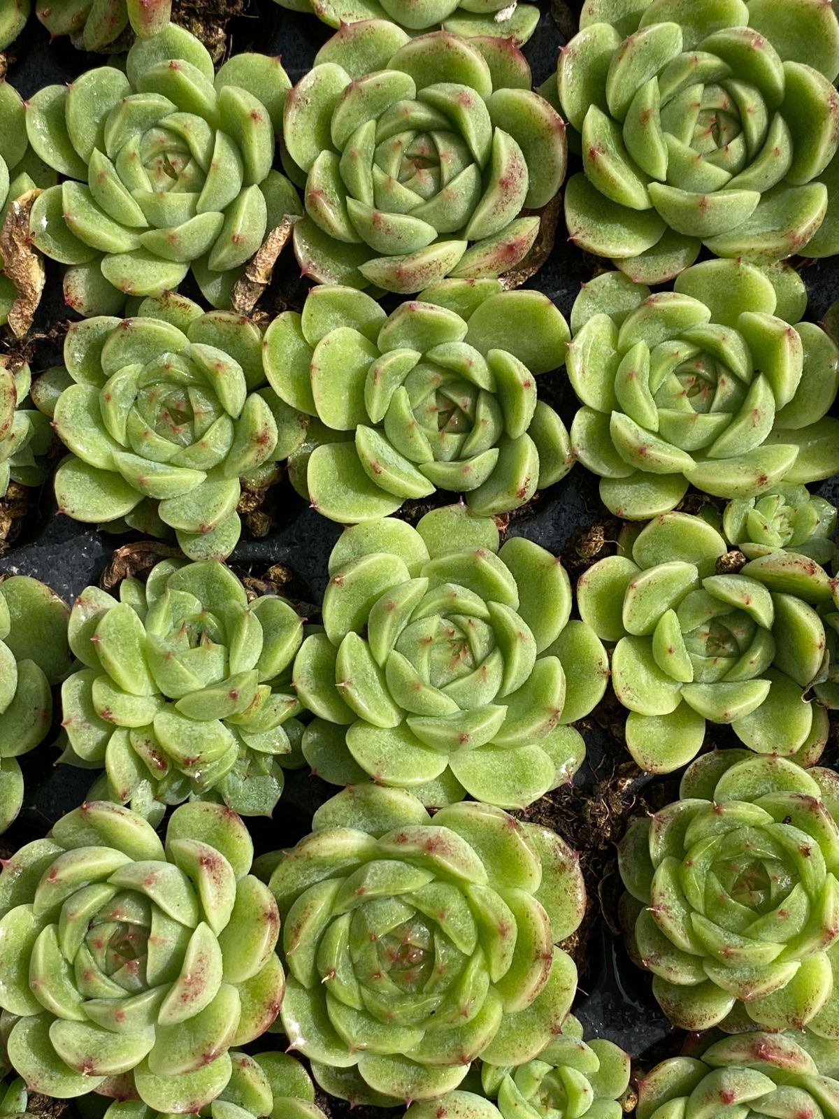 新入荷 ジェニーグリーン×105苗 多肉植物 土根付き エケベリア セダム