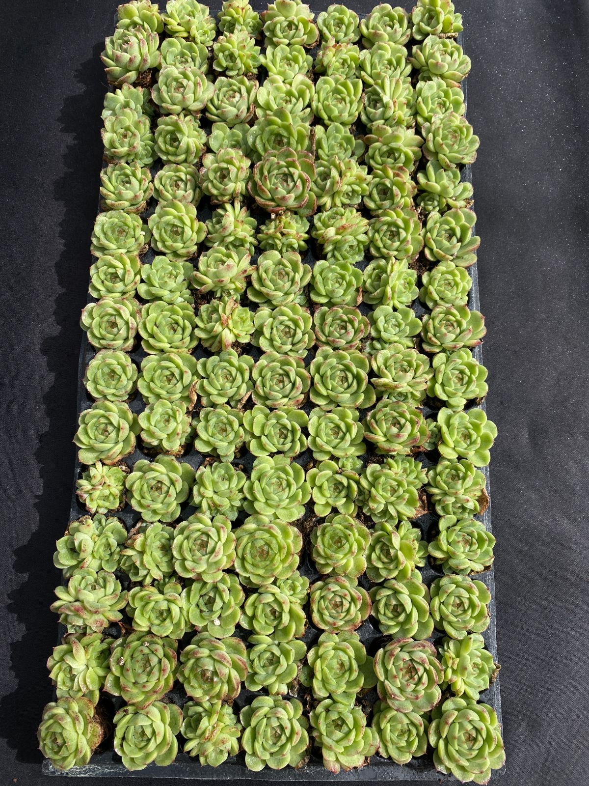 新入荷 ジェニーグリーン×105苗 多肉植物 土根付き エケベリア セダム