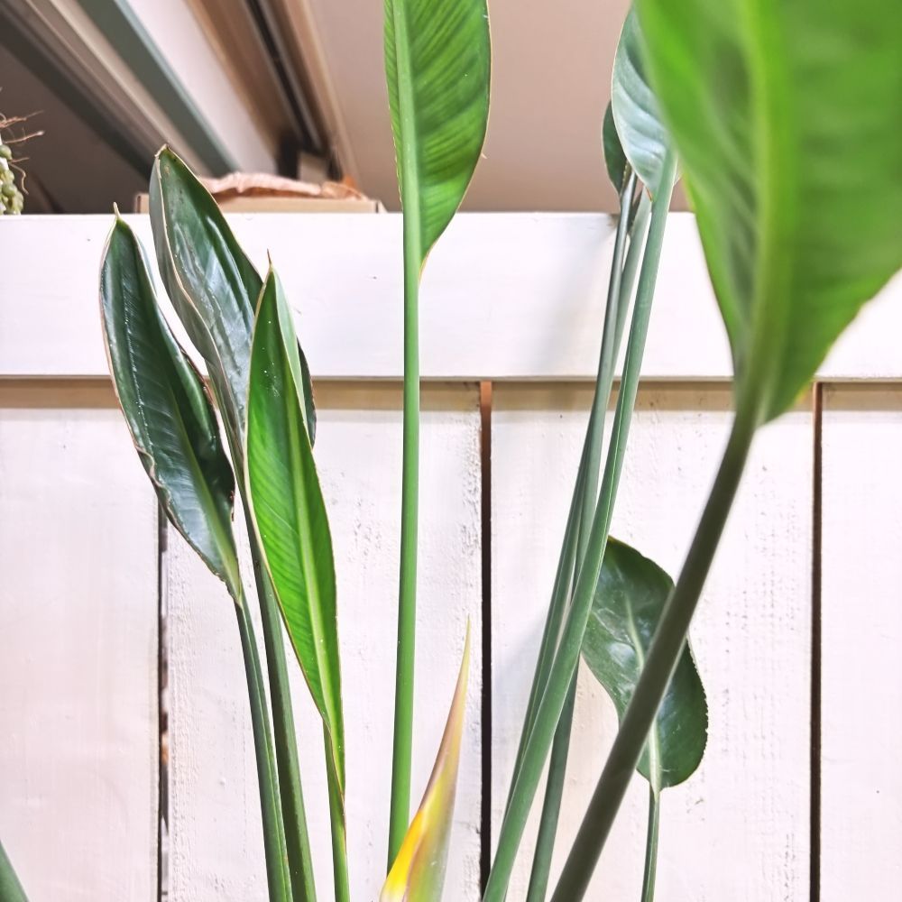 ストレリチアノンリーフ7号鉢花芽つき！ - メルカリ