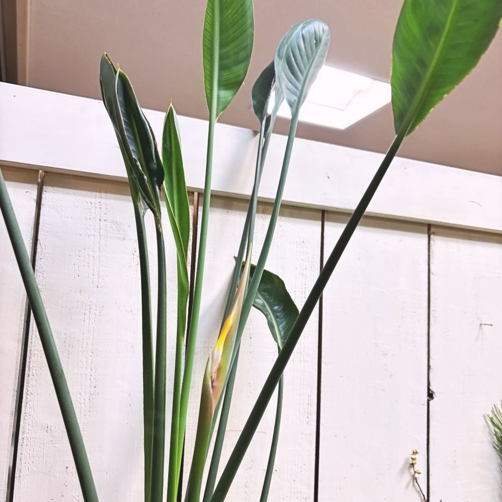 ストレリチアノンリーフ7号鉢花芽つき！ - メルカリ