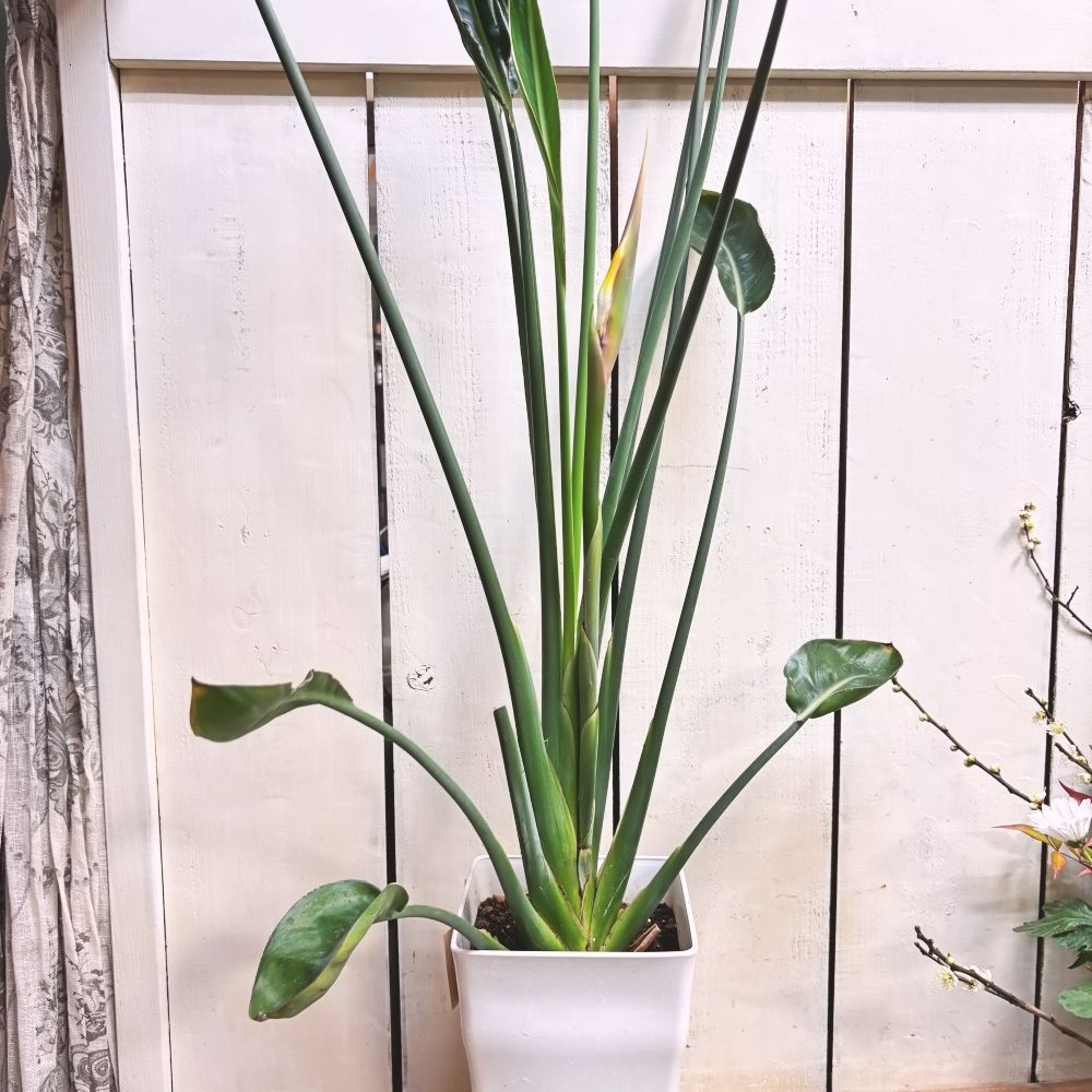 ストレリチアノンリーフ7号鉢花芽つき！ - メルカリ