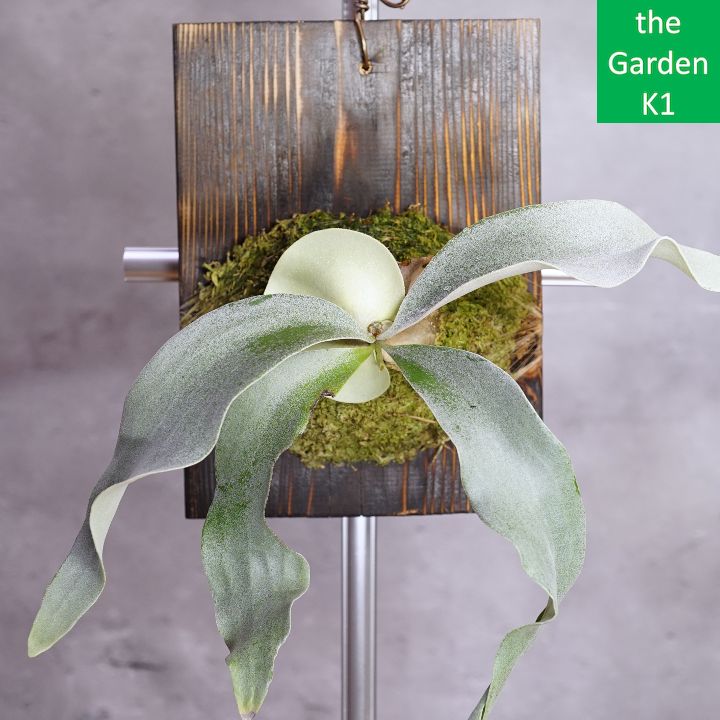 【子株付き】ビカクシダ ペガサス 板付け(P.Pegasus) SALE中【子株付き】ビカクシダ ペガサス 板付け(P.Pegasus) ビカクシダ