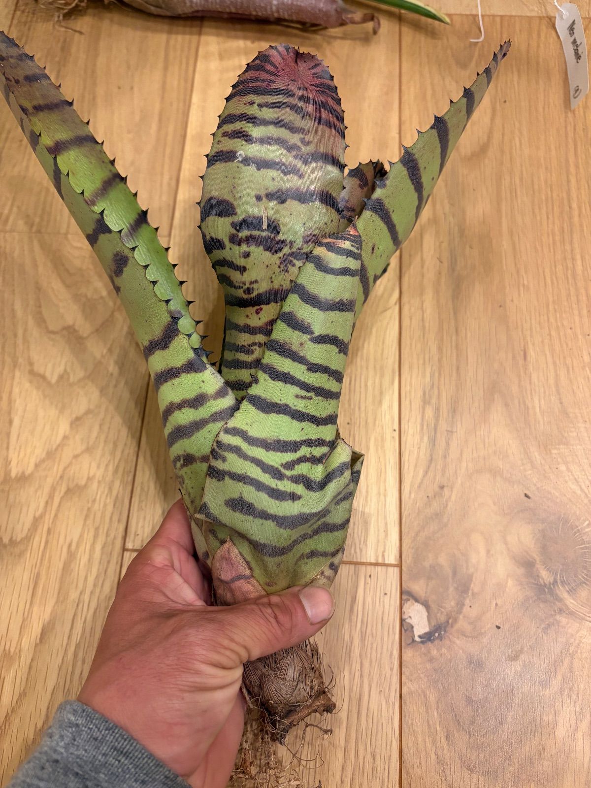 観葉植物 おまとめ 専用