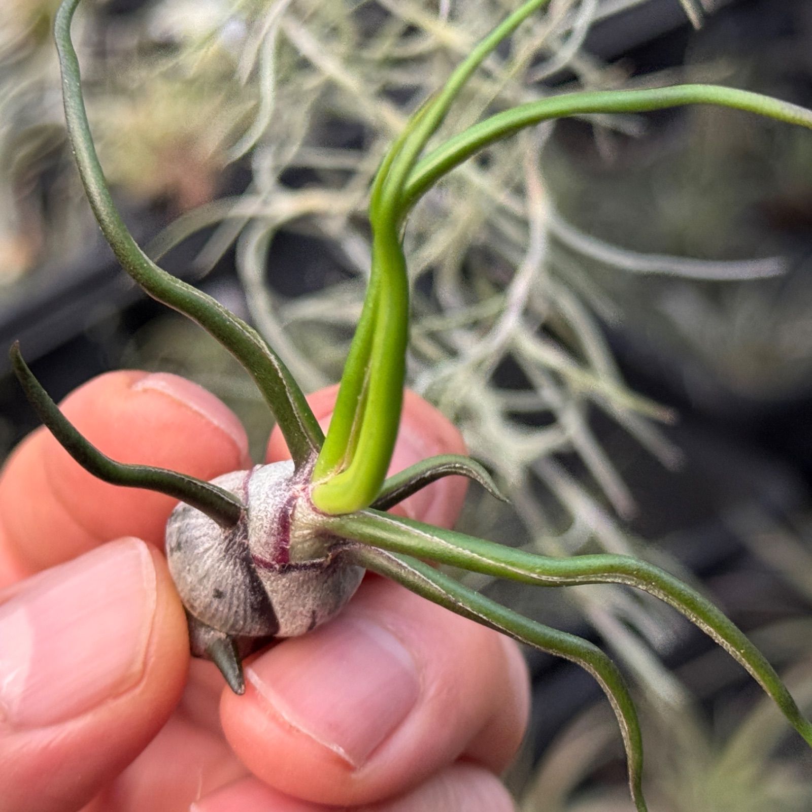 現品＊ ネコポス匿名＊ くねりうねり＊ チランジア ブルボーサ