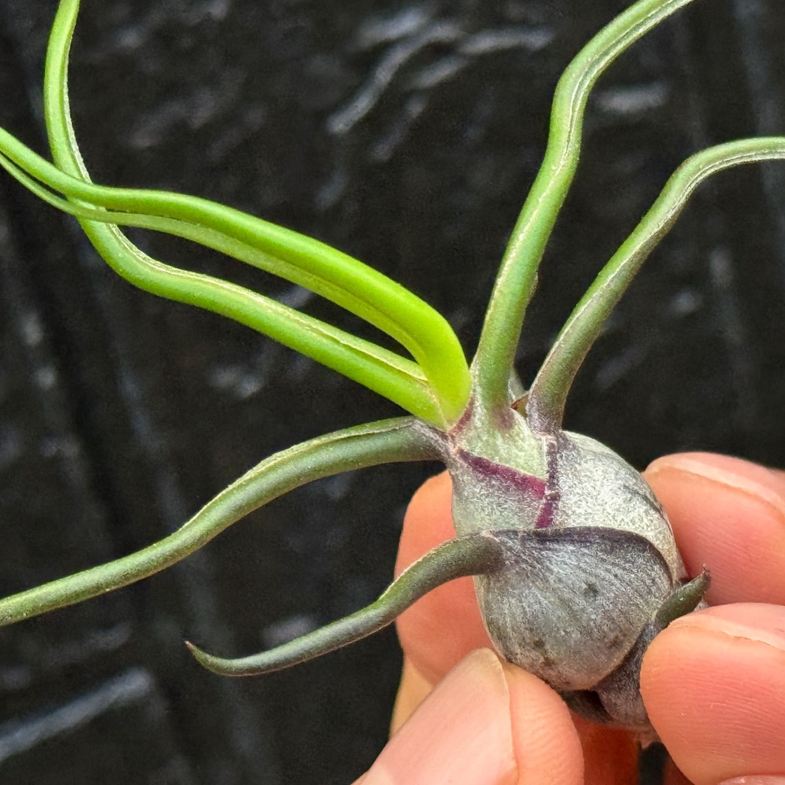 チランジア ロイテリ① (メルカリ便にてお届けします) チランジア ロイテリ① (メルカリ便にてお届けします)