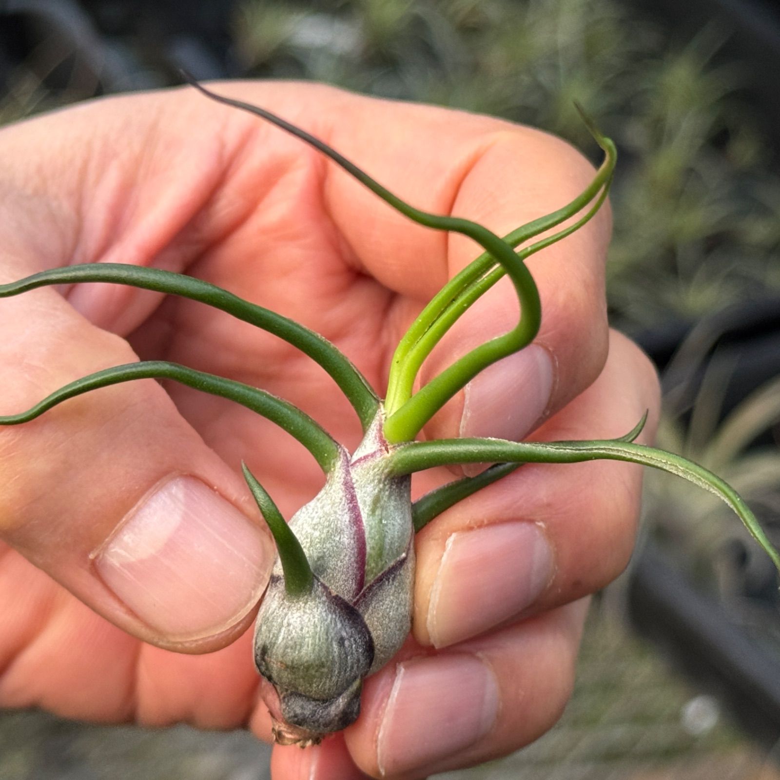 現品＊ ネコポス匿名＊ くねりうねり＊ チランジア ブルボーサ