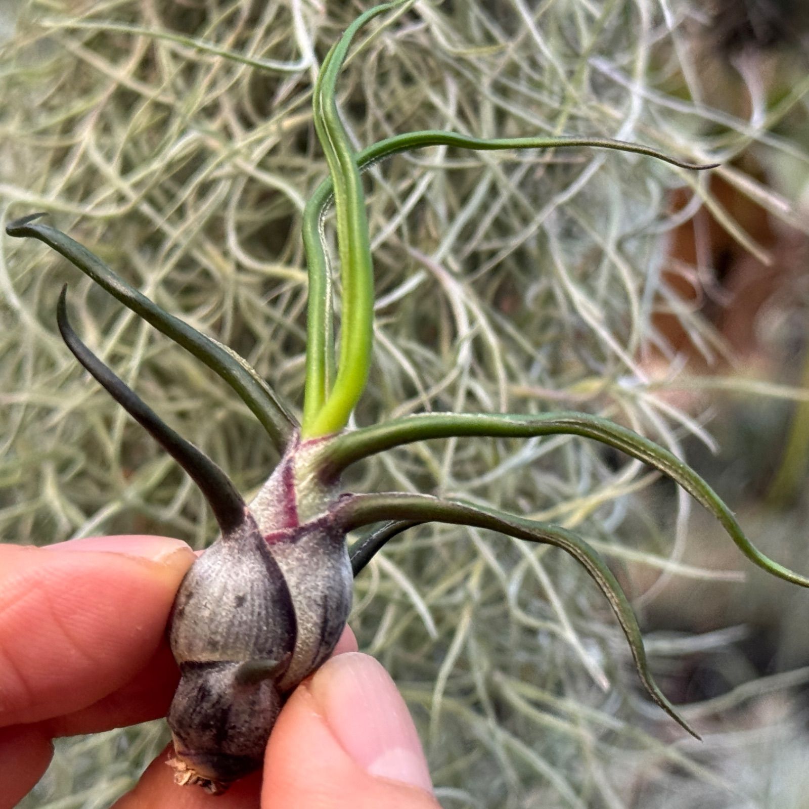 現品＊ ネコポス匿名＊ くねりうねり＊ チランジア ブルボーサ