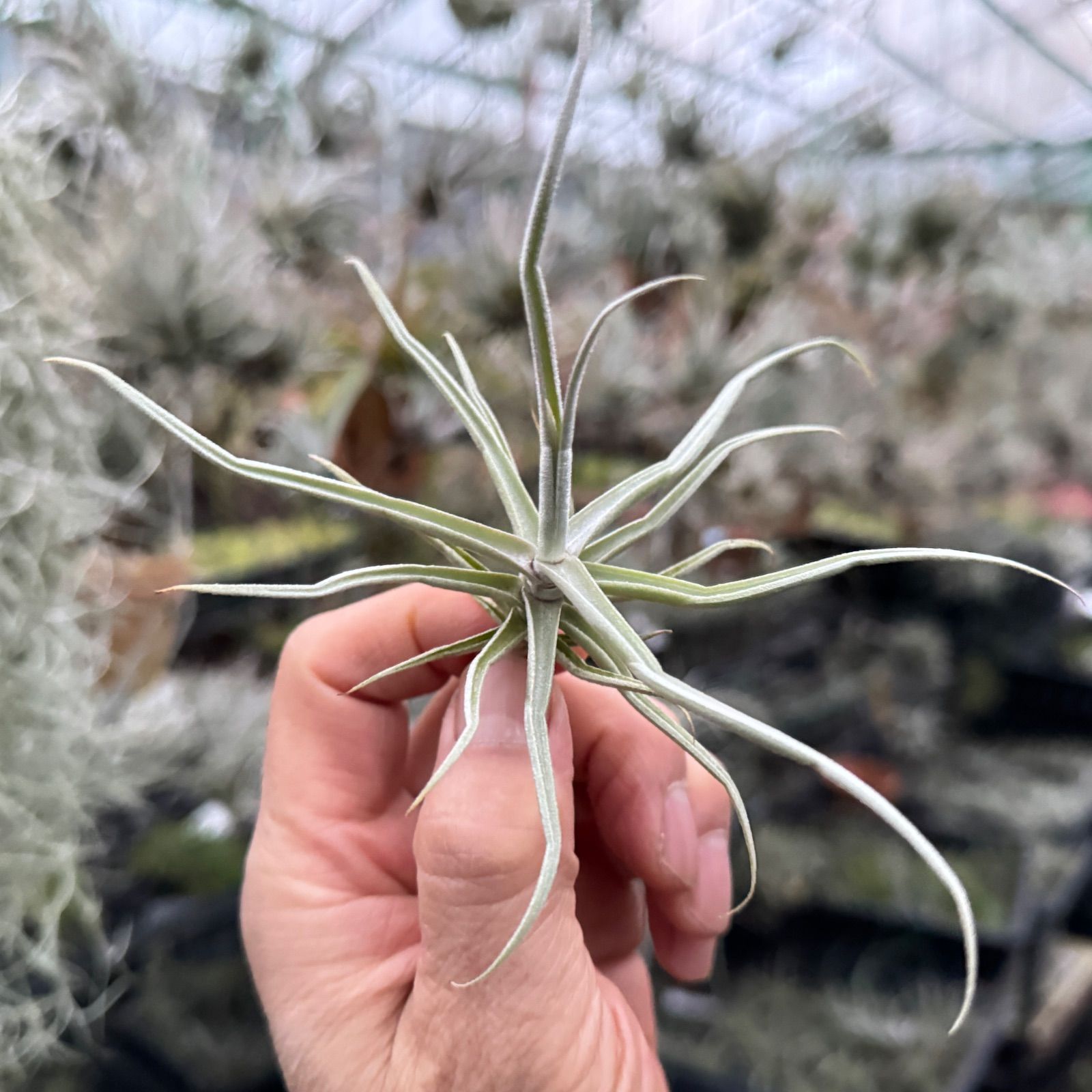 T. reichenbachii White Flower T'S株 T. reichenbachii White Flower T'S株 - メルカリ