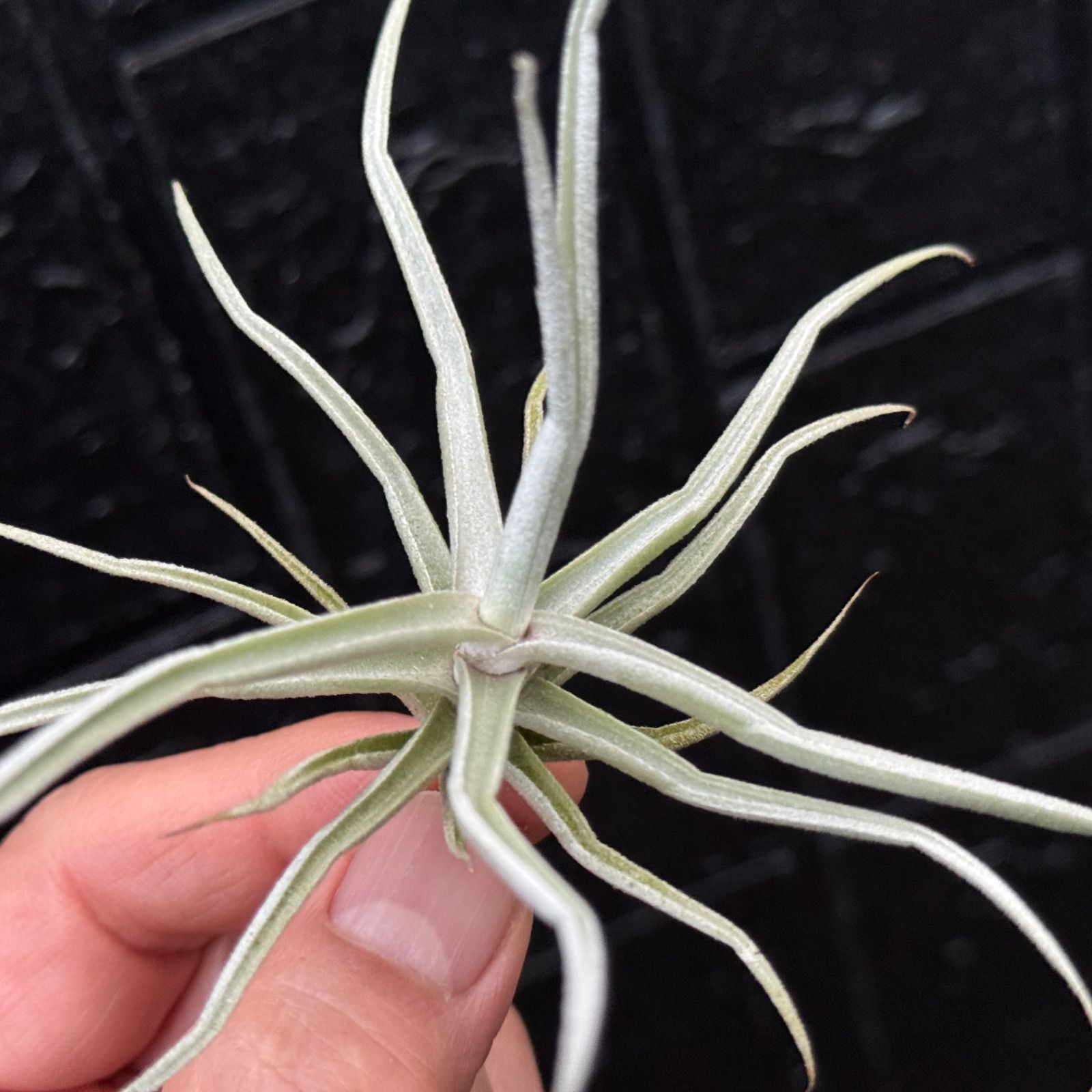 T. reichenbachii White Flower T'S株 T. reichenbachii White Flower T'S株 - メルカリ