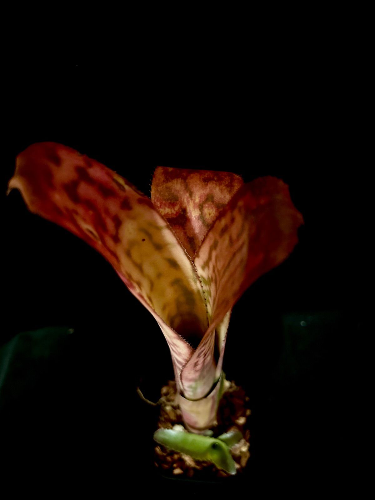Billbergia  flake 子株付き Billbergia “Magic Flute”｜子株付き ビルベルギア マジックフルート