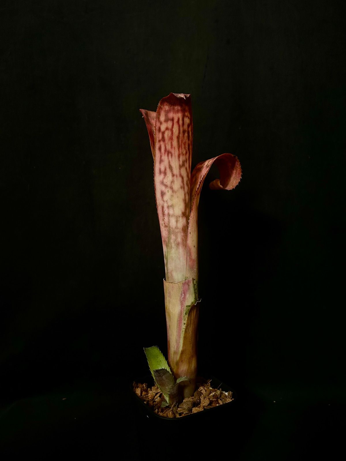 Billbergia  flake 子株付き Billbergia “Magic Flute”｜子株付き ビルベルギア マジックフルート