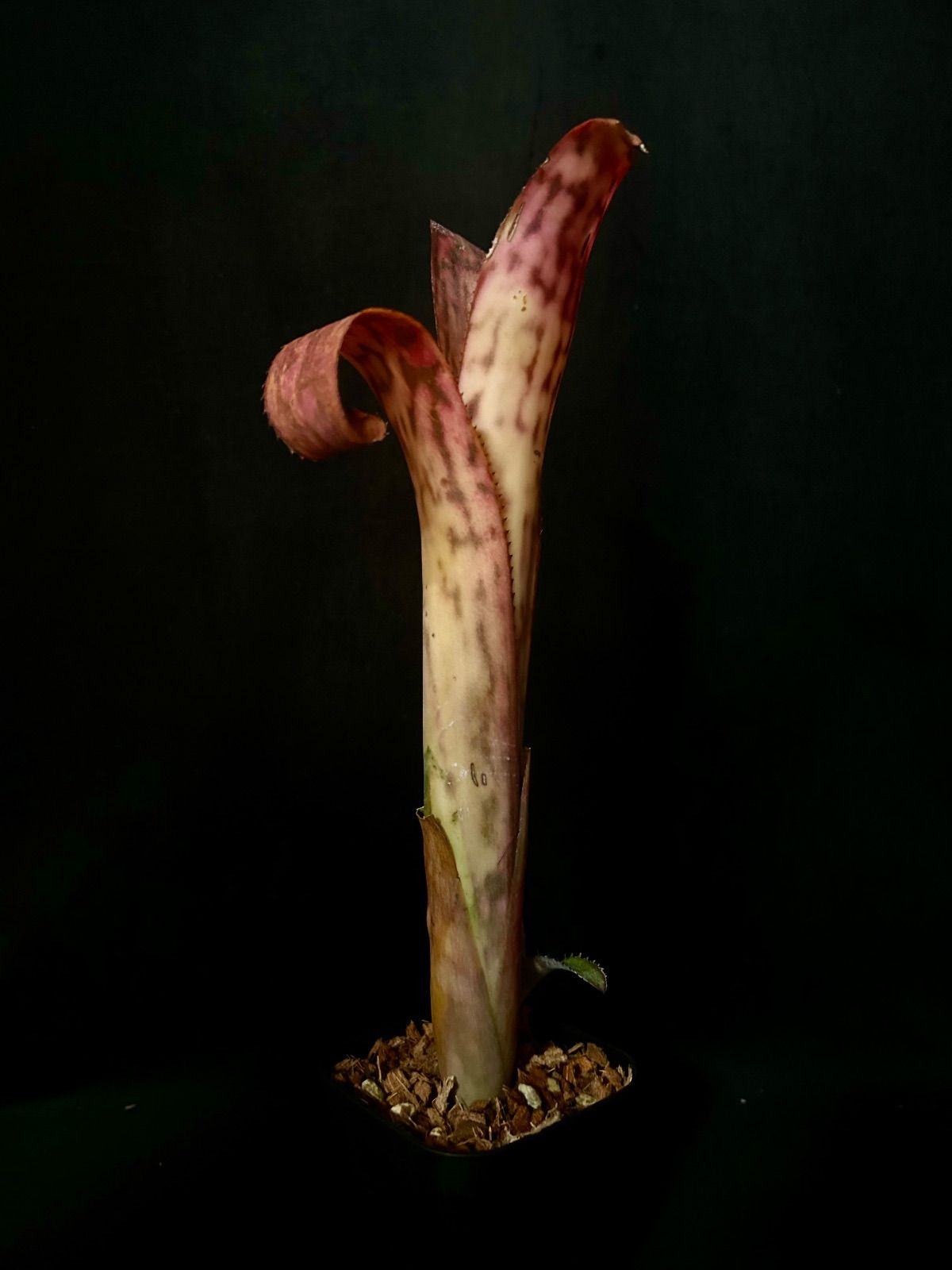 Billbergia  flake 子株付き Billbergia “Magic Flute”｜子株付き ビルベルギア マジックフルート