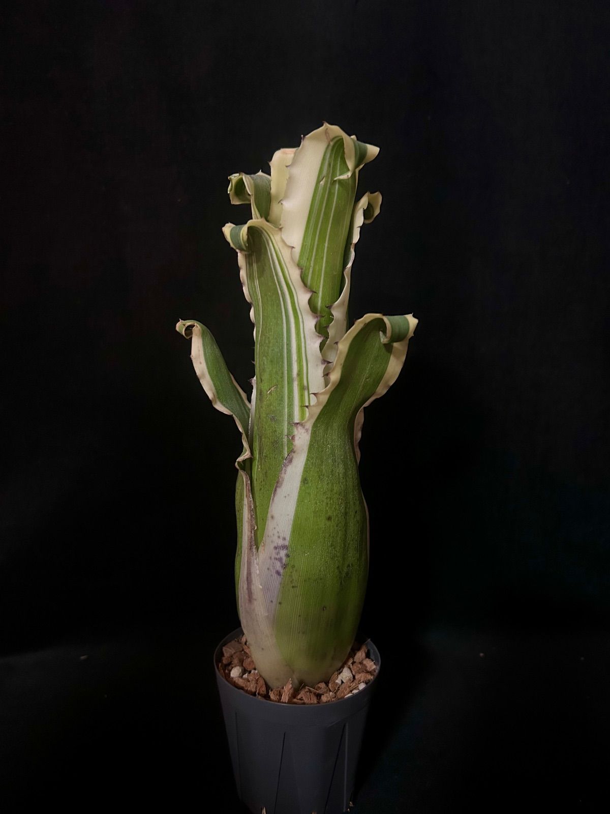 Hohenbergia 'Karla' ｜ホヘンベルギア カーラ (現品) - メルカリ