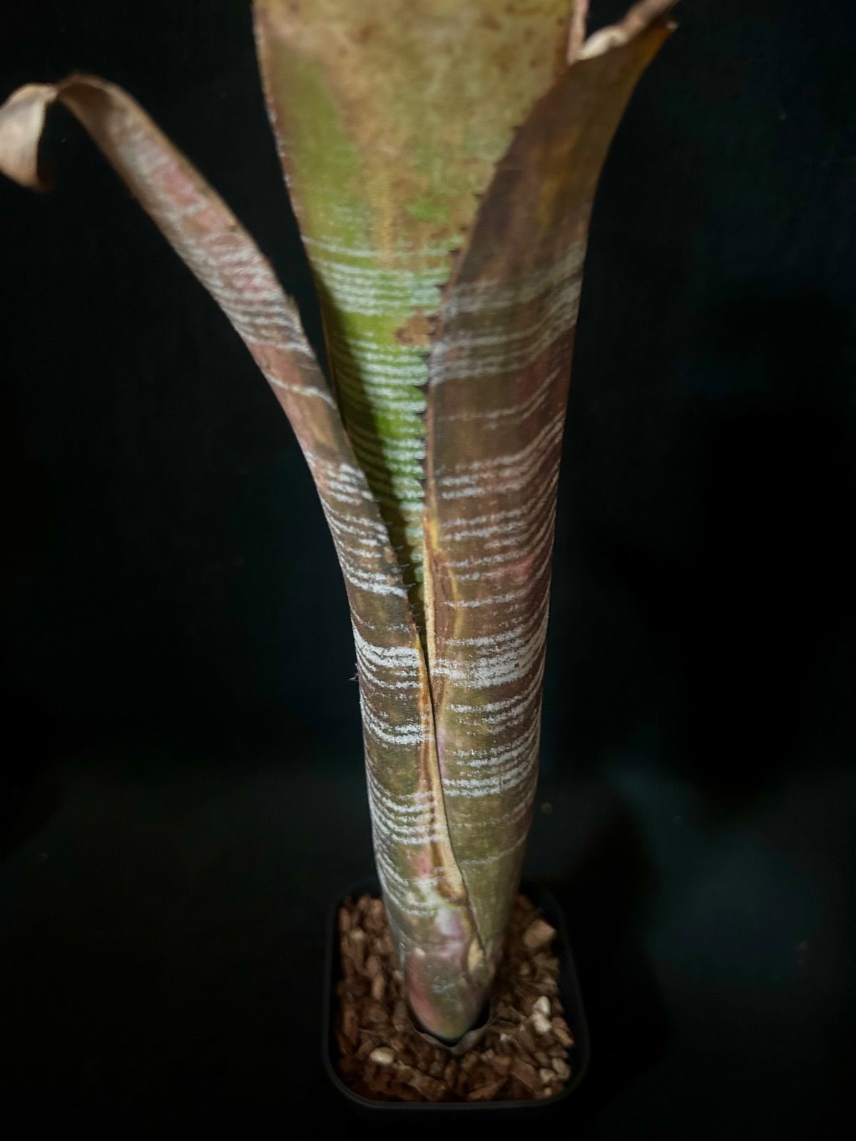 Billbergia 'YouTube'｜Lisa Vinzant Hybrid(現品) - メルカリ