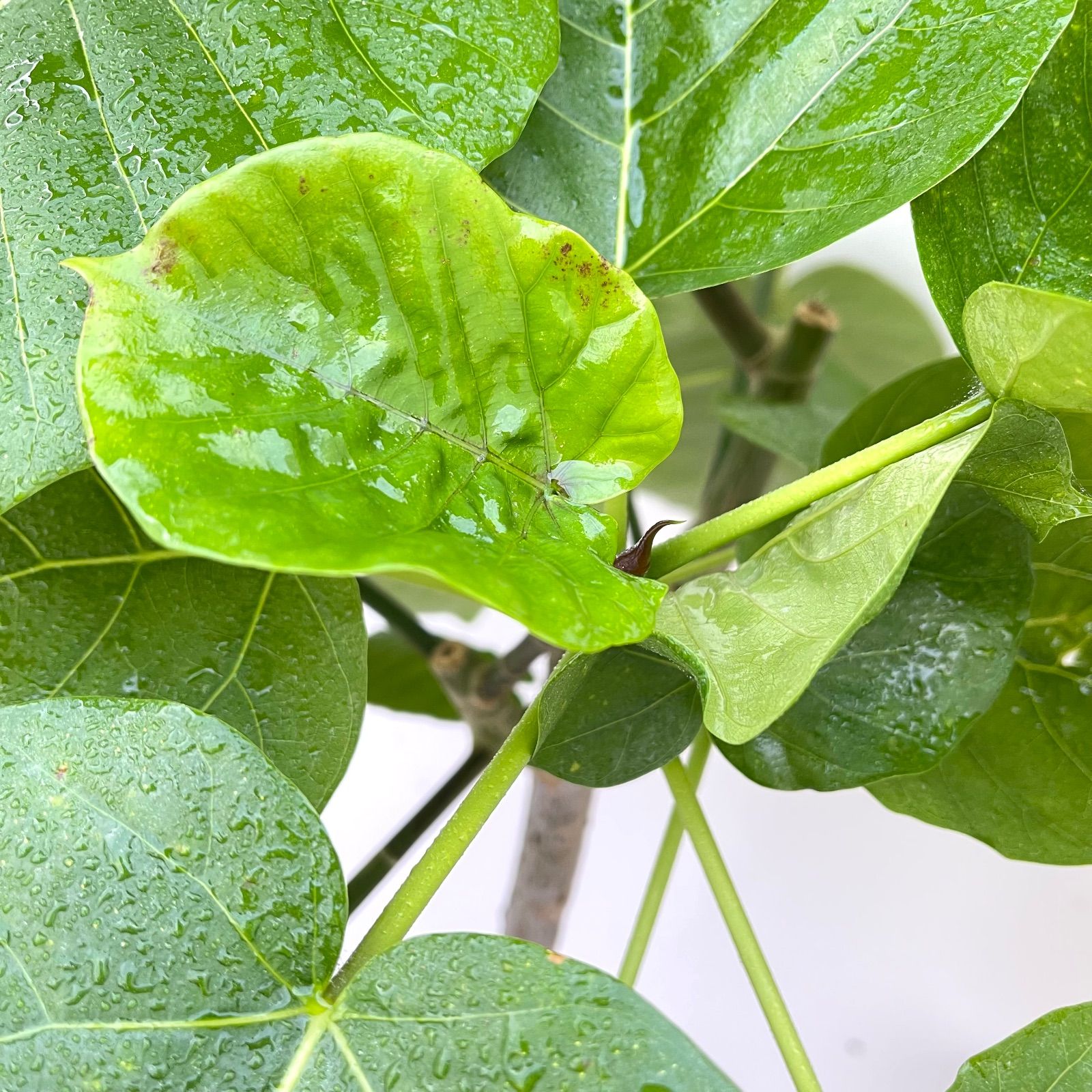 フィカス ウンベラータ 曲がり 23【現品】観葉植物 室内 大型 - メルカリ