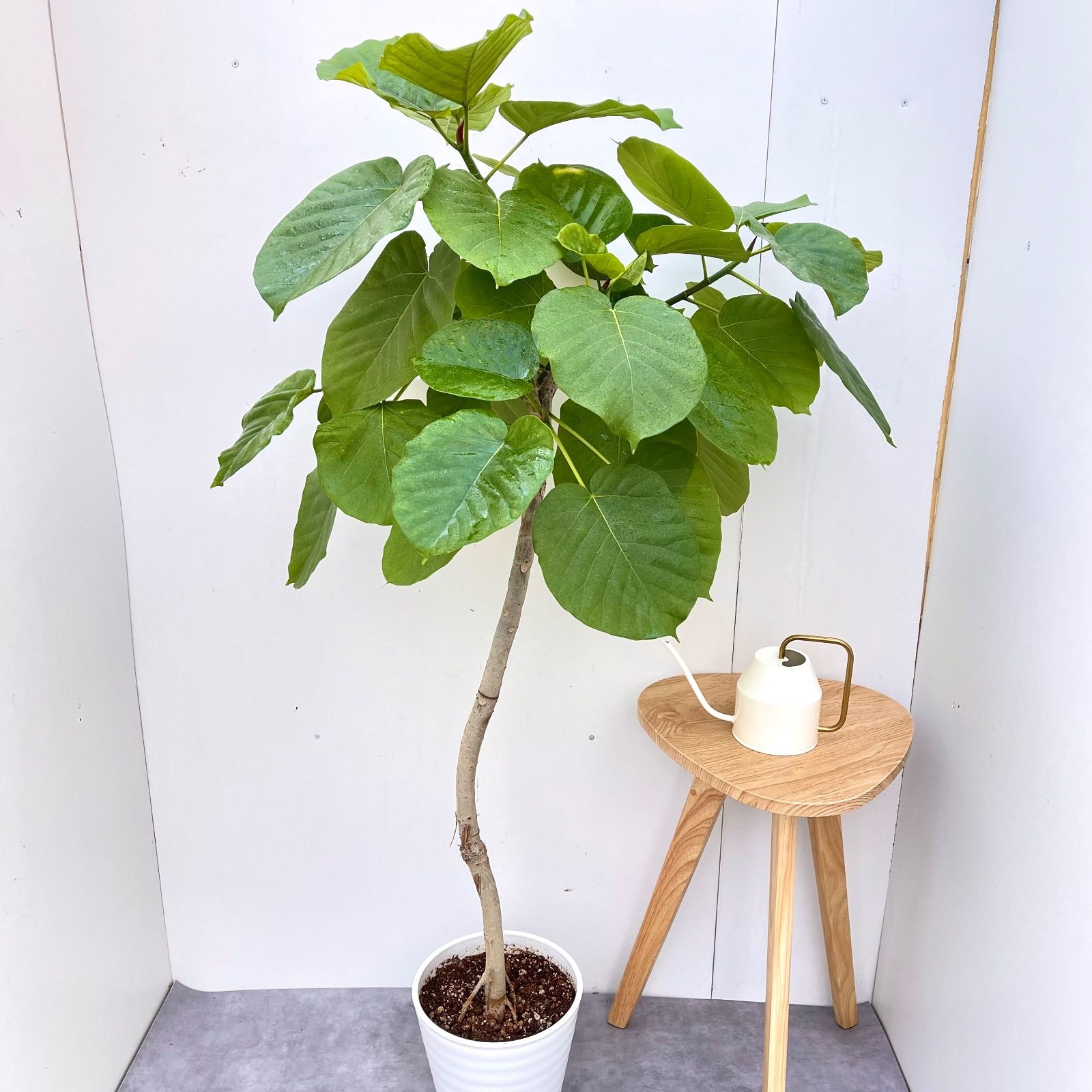 フィカス ウンベラータ 曲がり 23【現品】観葉植物 室内 大型 - メルカリ