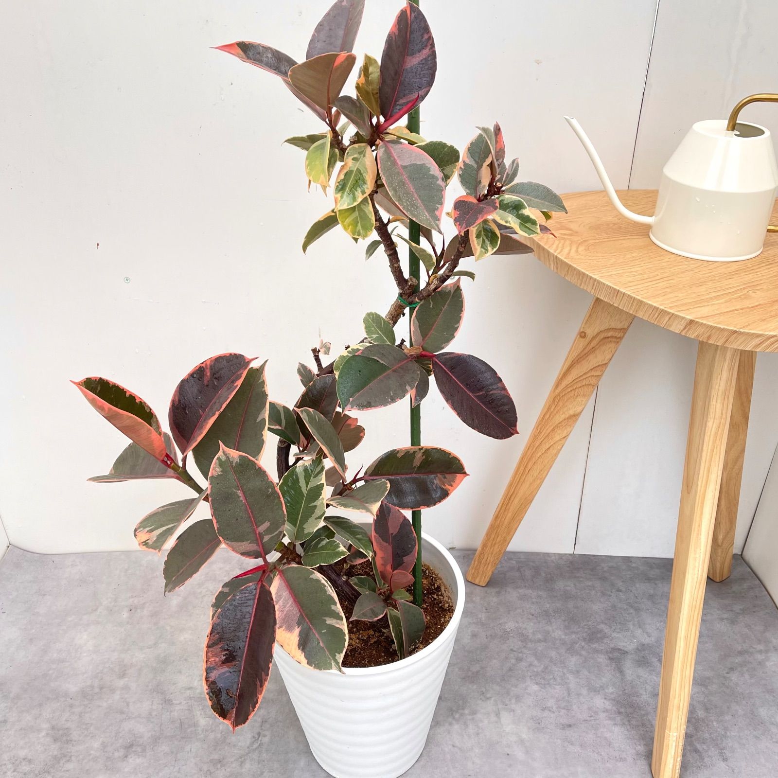 フィカス ルビー 曲がり 1【現品】観葉植物 室内 大型 - メルカリ