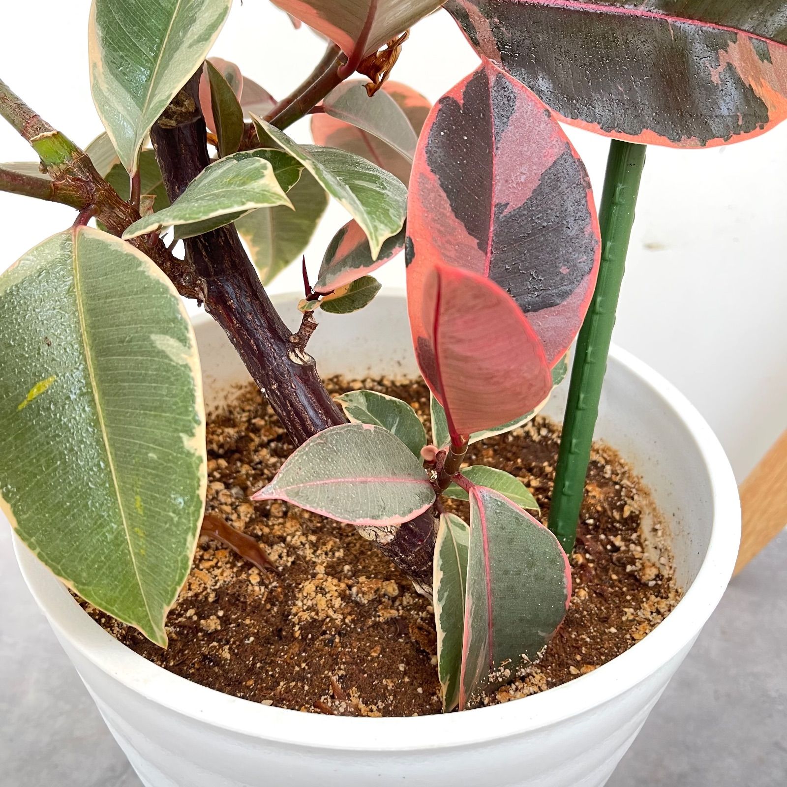 フィカス ルビー 曲がり 1【現品】観葉植物 室内 大型 - メルカリ