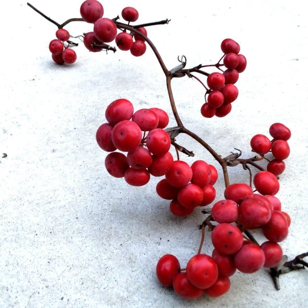 無農薬☆山帰来（サンキライ）枝1本☆約48cm☆観賞用☆赤い実