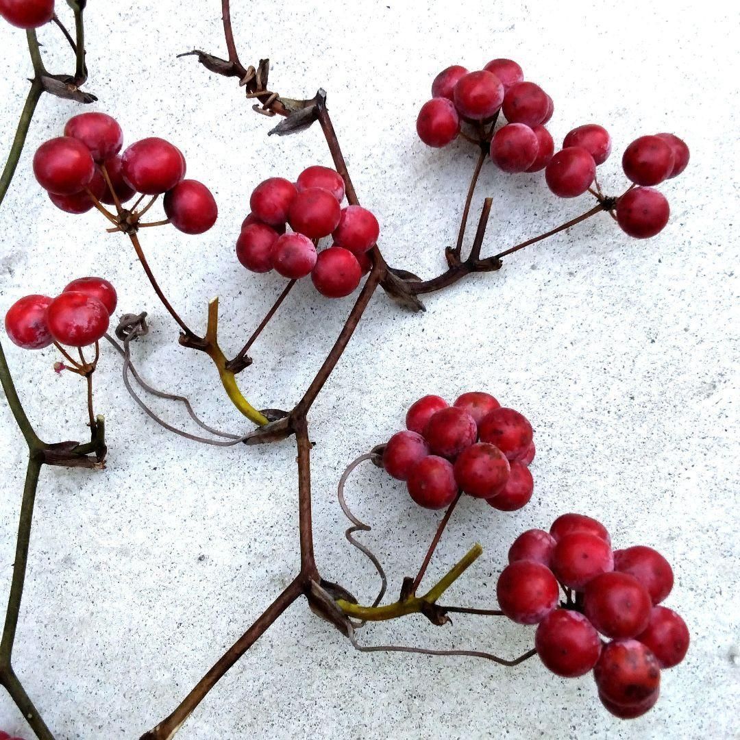 無農薬☆山帰来（サンキライ）☆枝4本☆約23cm・33cm・40cm