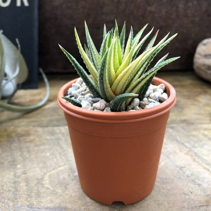 ポットごと♡斑入り♡十二の巻錦♡ハオルチア♡多肉植物♡インテリア