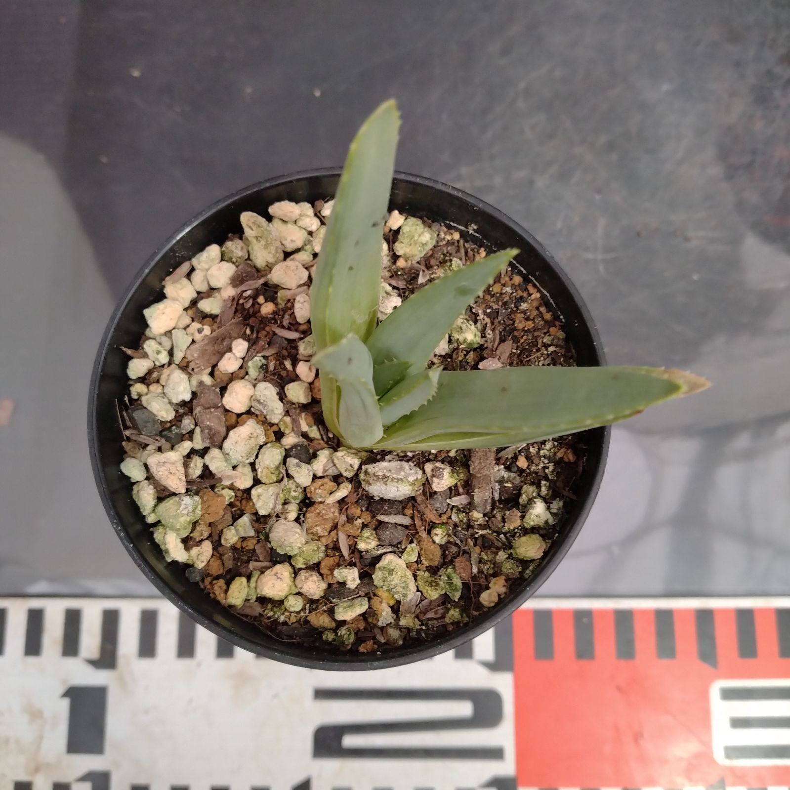 J043【自社養生株】アロエ ポリフィラ（発根株・鉢植え）【多肉植物