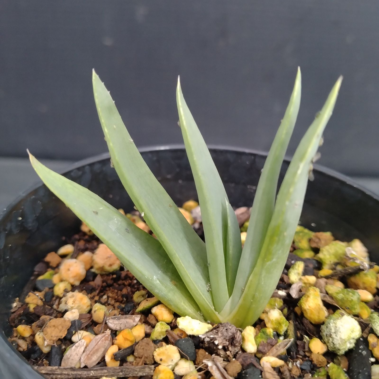 J045【自社養生株】アロエ ポリフィラ（発根株・鉢植え）【多肉植物