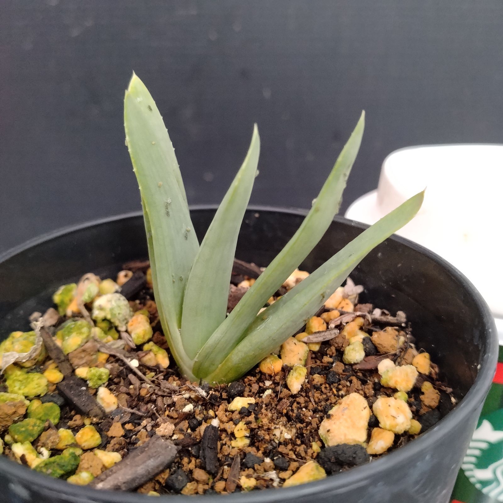 メルカリ便発送☆多肉植物アロエ PH-BLACKの種子10粒 メルカリ便発送☆多肉植物アロエ PH-BLACKの種子10粒