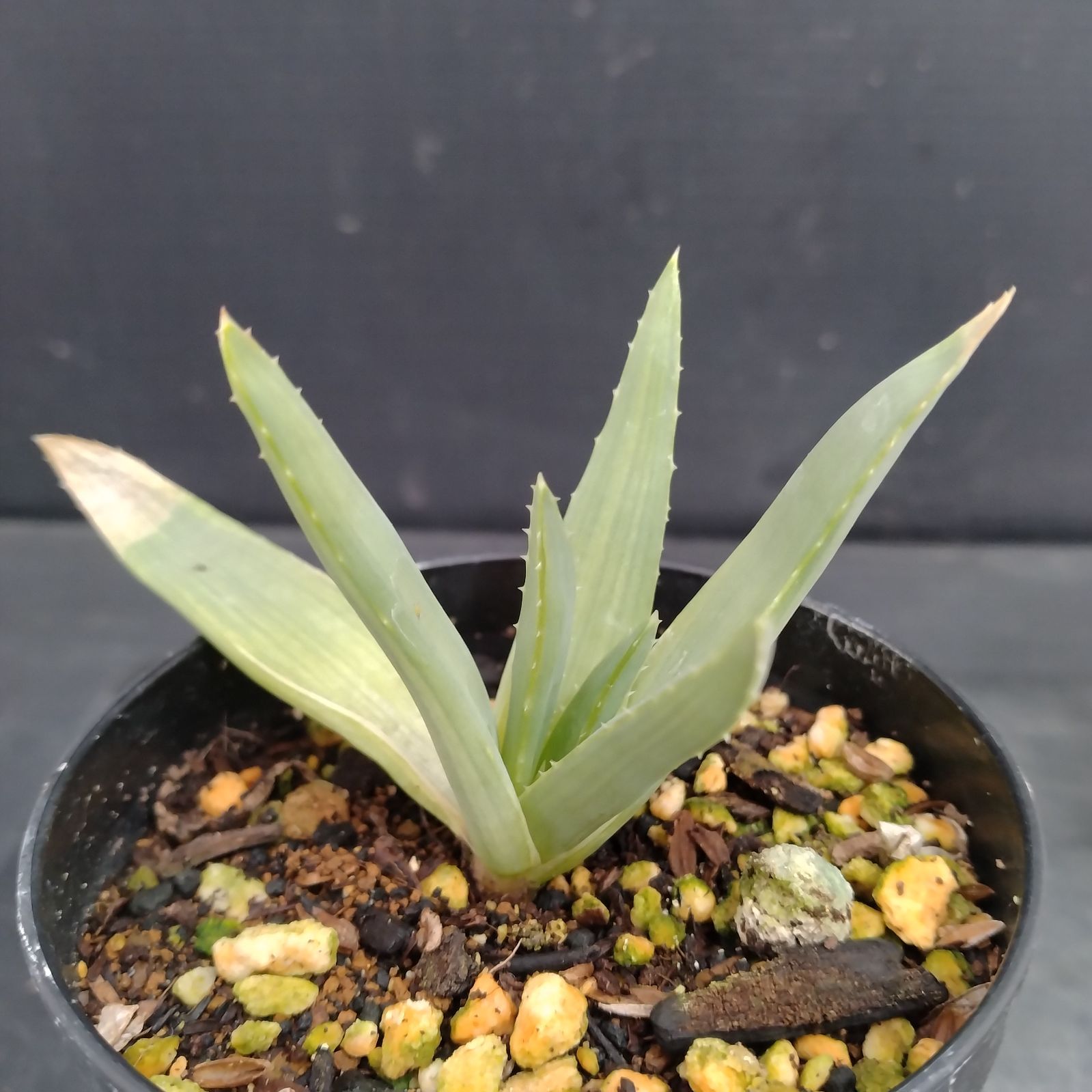 J047【自社養生株】アロエ ポリフィラ（発根株・鉢植え）【多肉植物