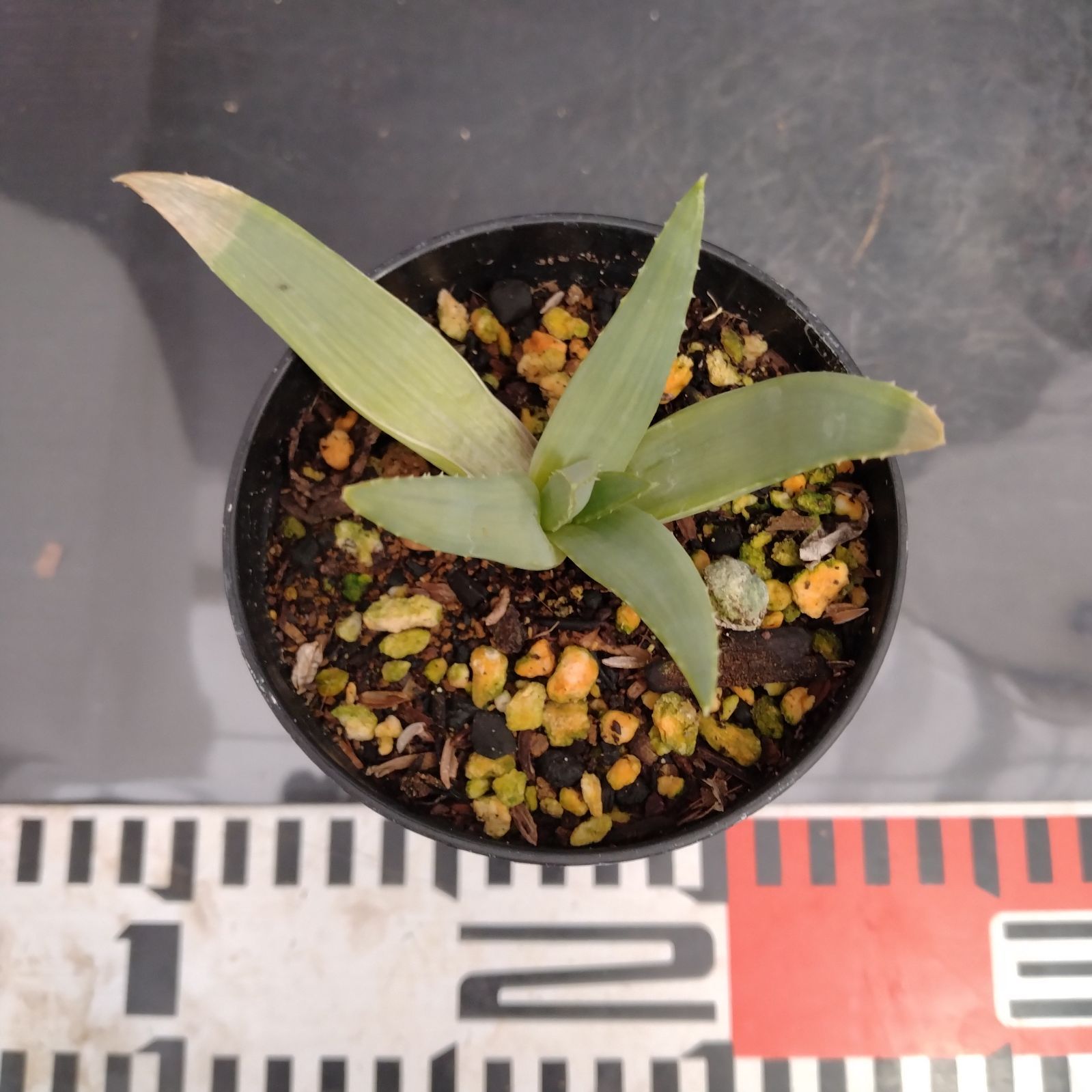 J047【自社養生株】アロエ ポリフィラ（発根株・鉢植え）【多肉植物