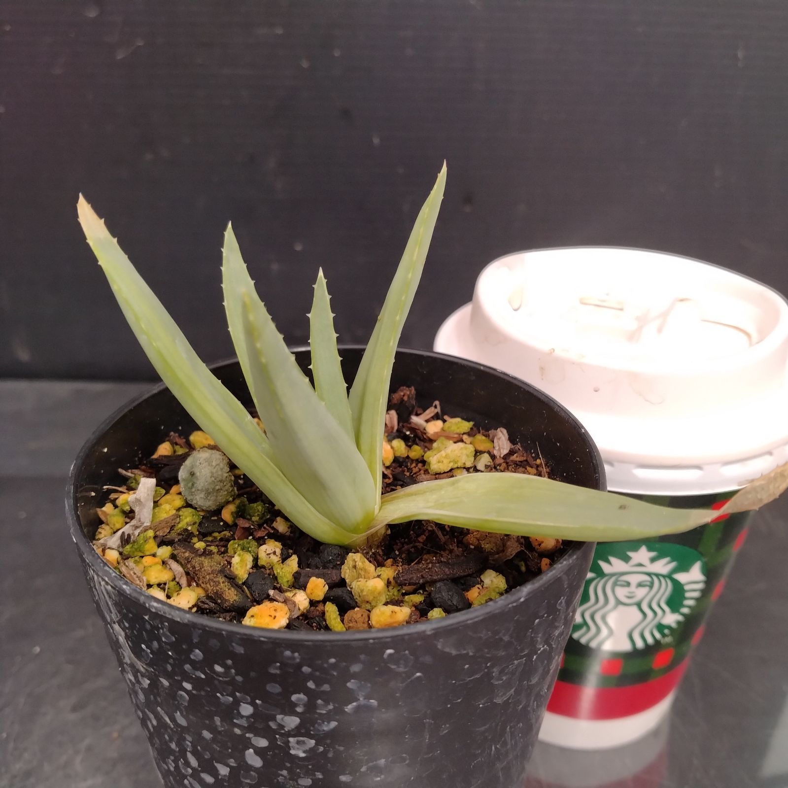 J047【自社養生株】アロエ ポリフィラ（発根株・鉢植え）【多肉植物