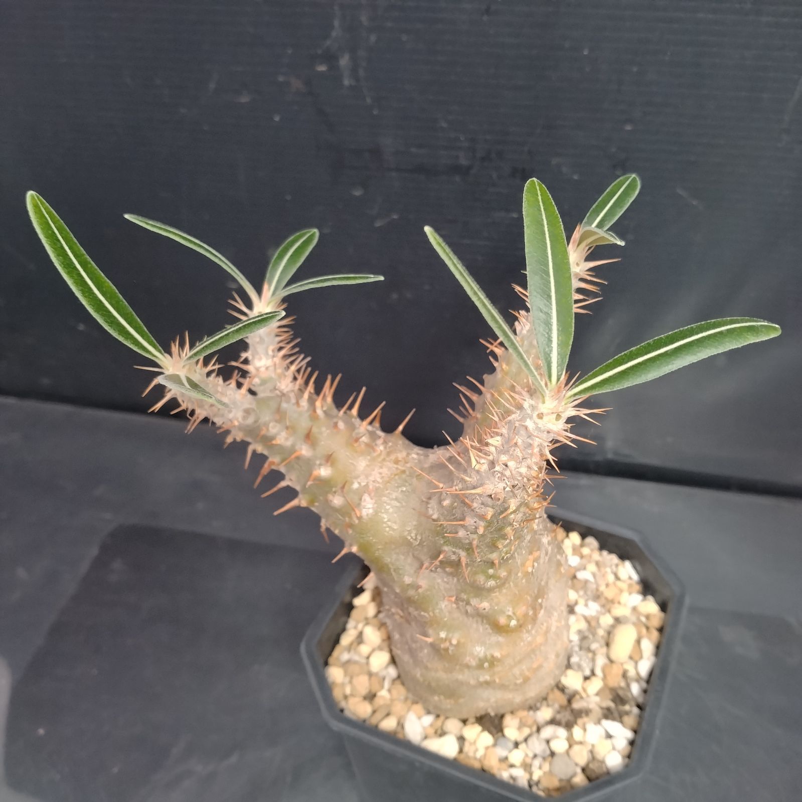 J059【自社養生株】パキポディウム カクチペス（現地球・発根株