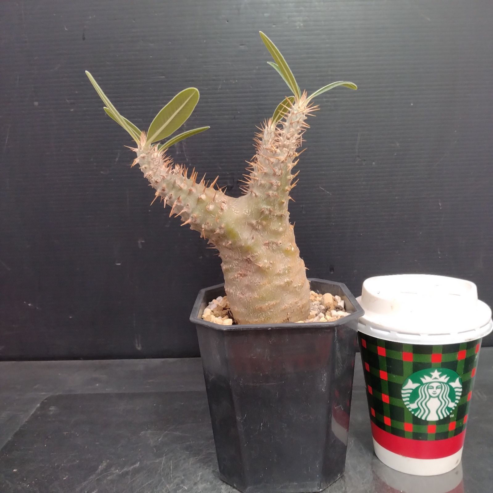 J059【自社養生株】パキポディウム カクチペス（現地球・発根株