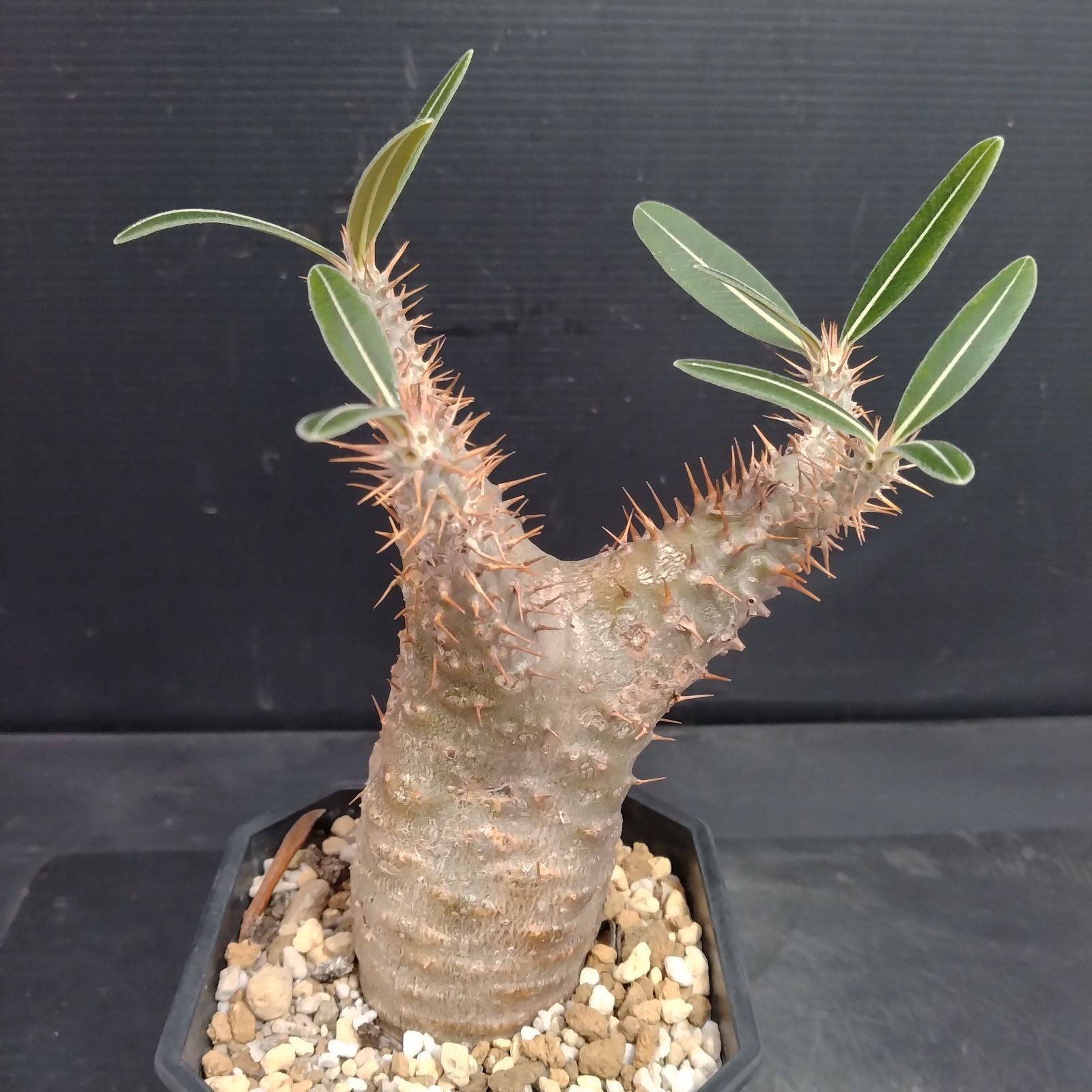 J059【自社養生株】パキポディウム カクチペス（現地球・発根株