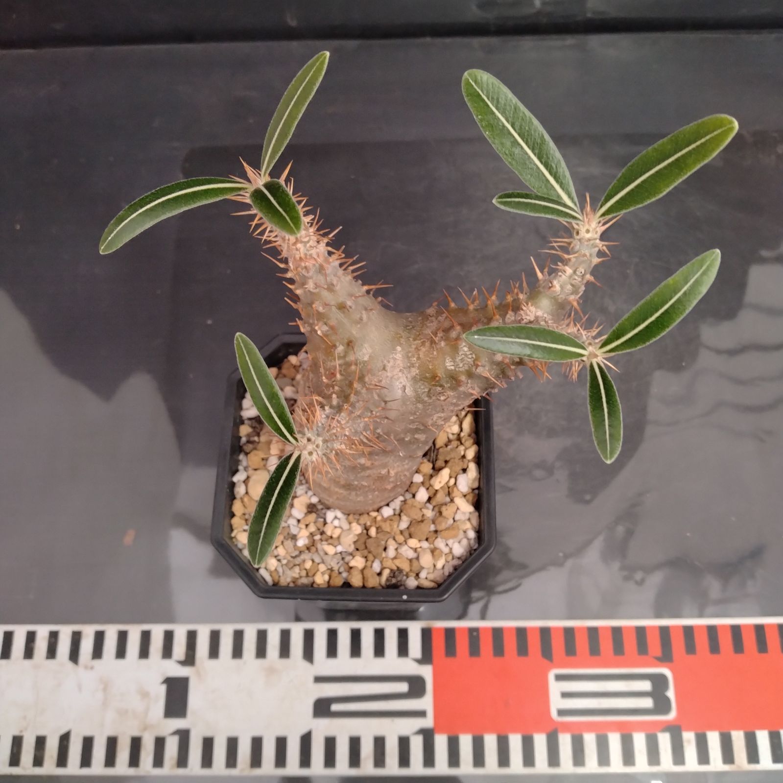 パキポディウム カクチペス　現地球 パキポディウム カクチペス 現地球