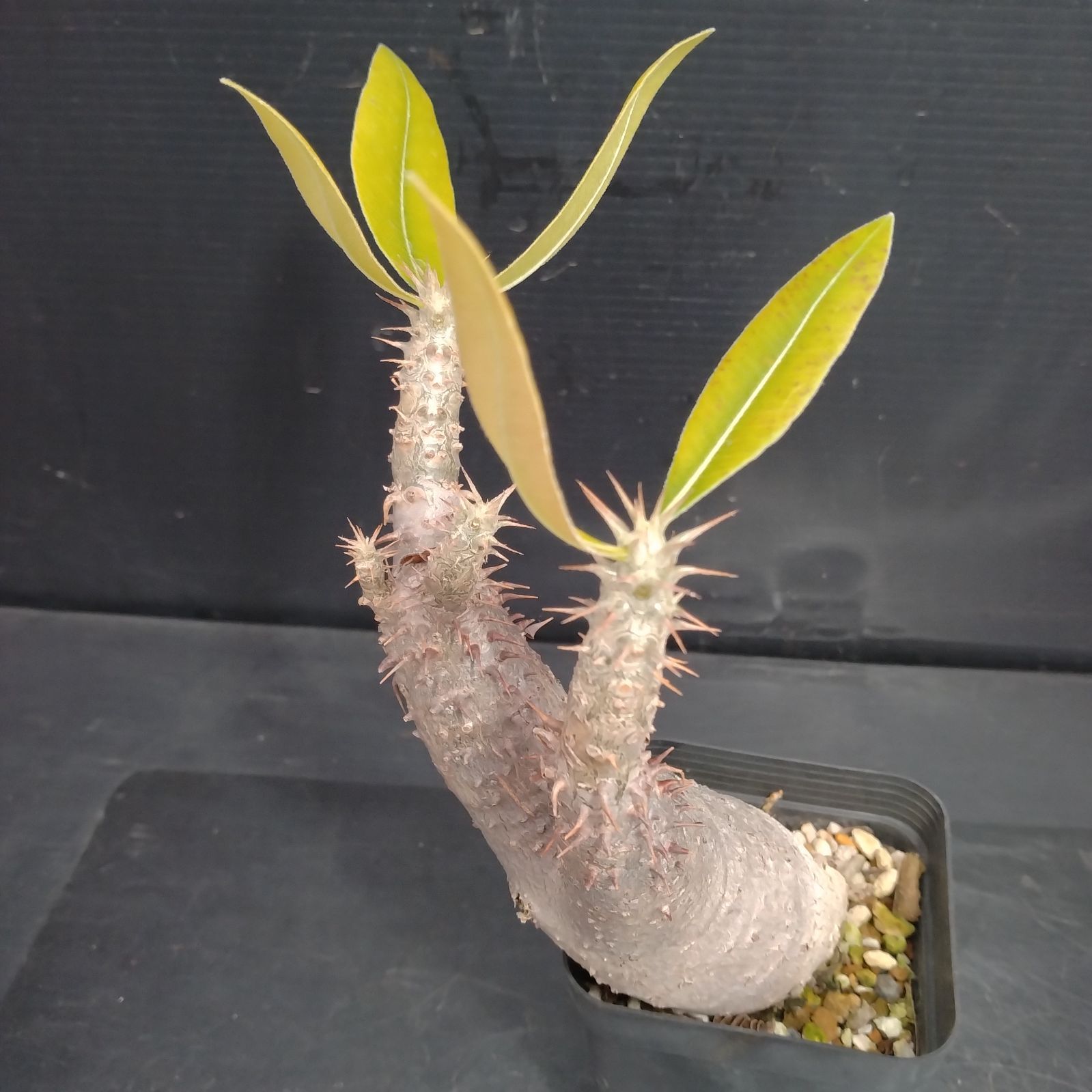 J061【自社養生株】パキポディウム マカイエンセ（現地球・発根株