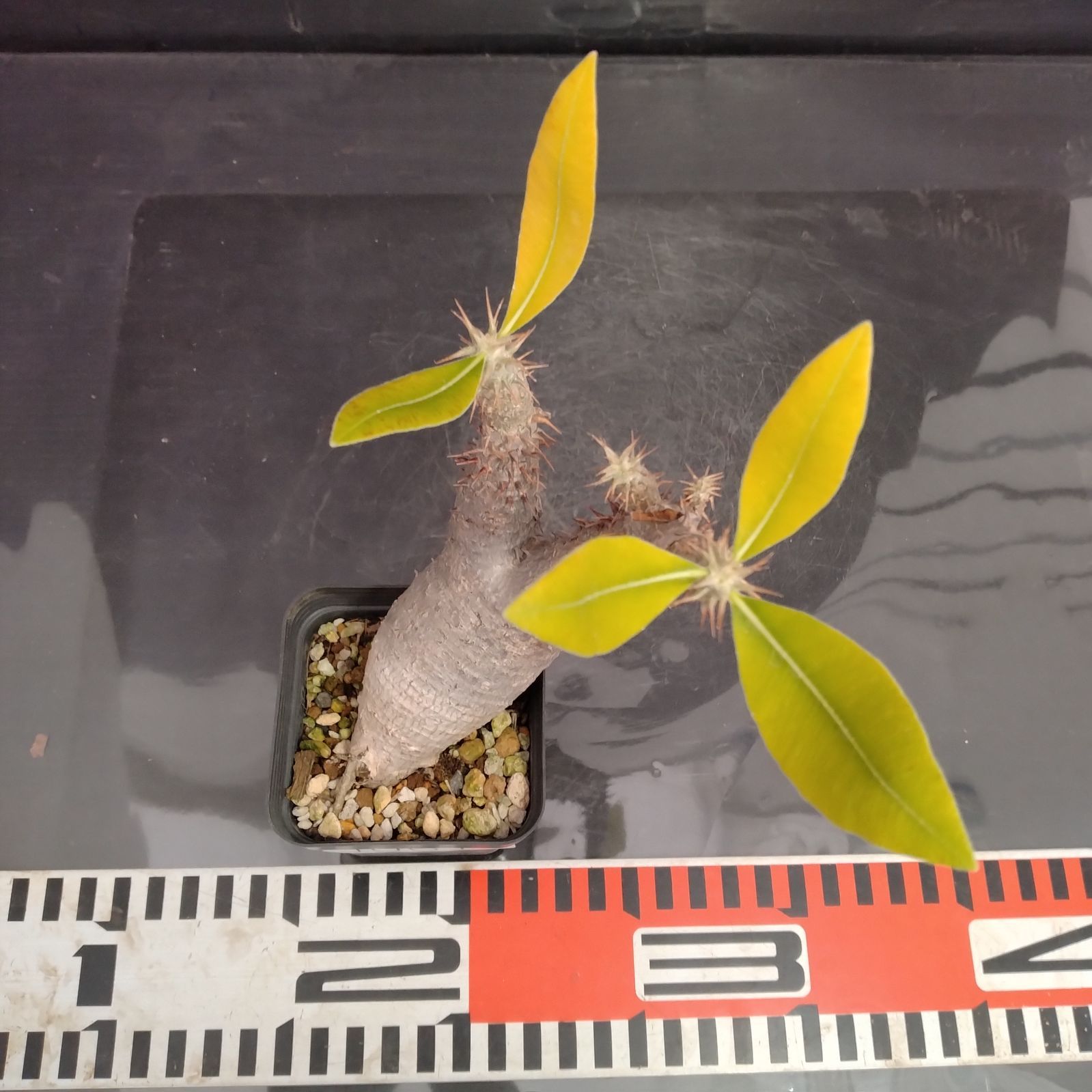 J061【自社養生株】パキポディウム マカイエンセ（現地球・発根株