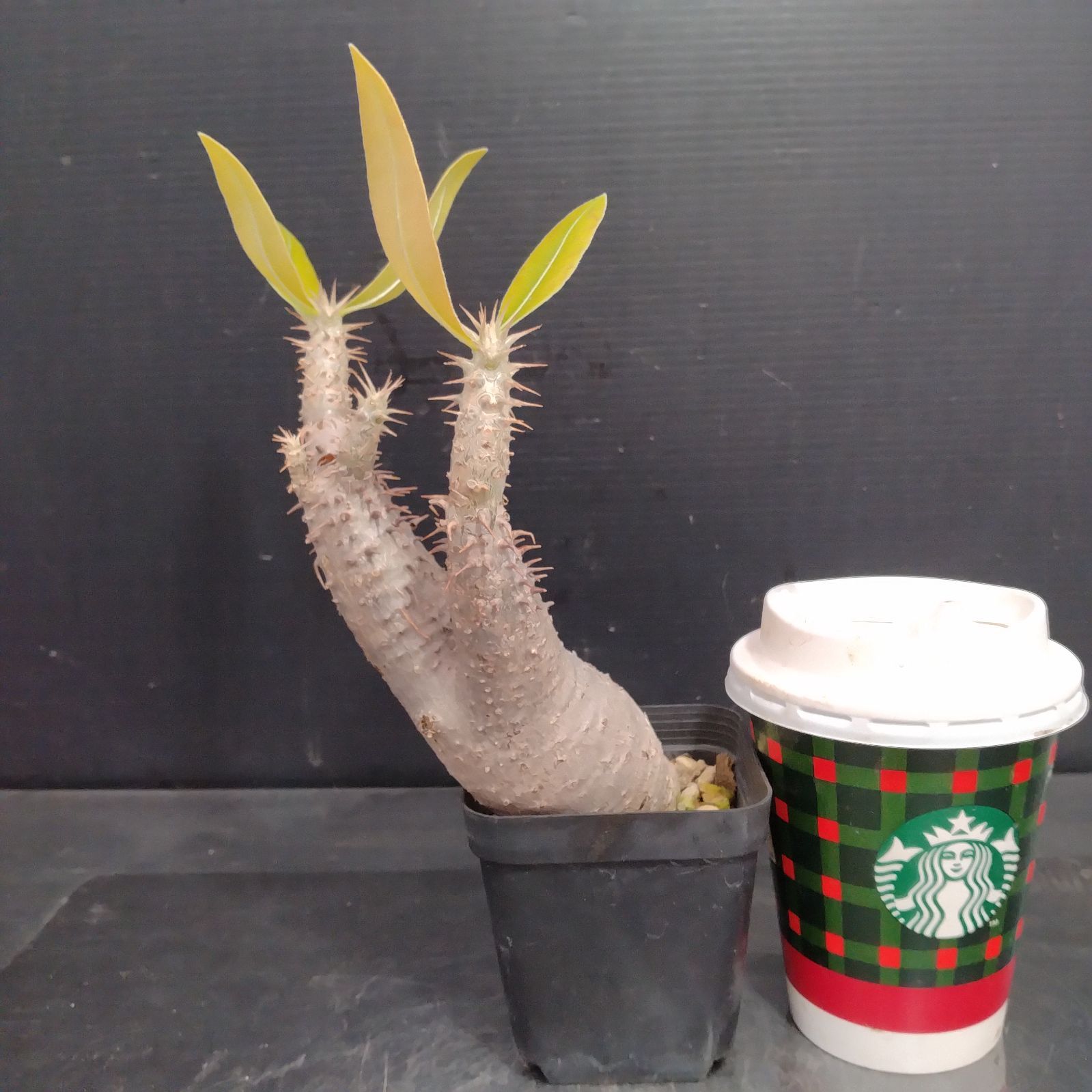 J061【自社養生株】パキポディウム マカイエンセ（現地球・発根株