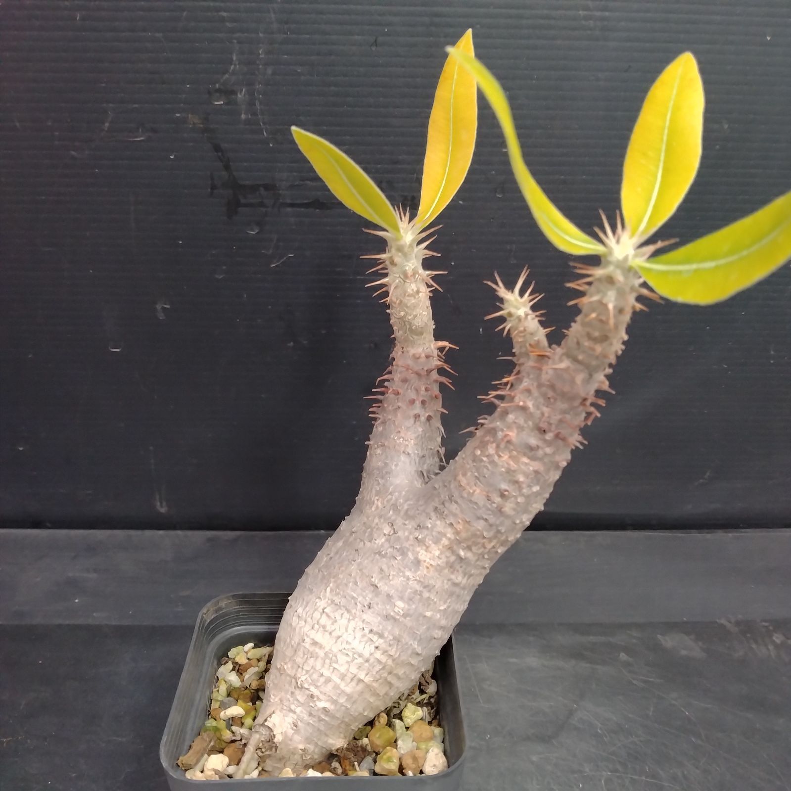 J061【自社養生株】パキポディウム マカイエンセ（現地球・発根株