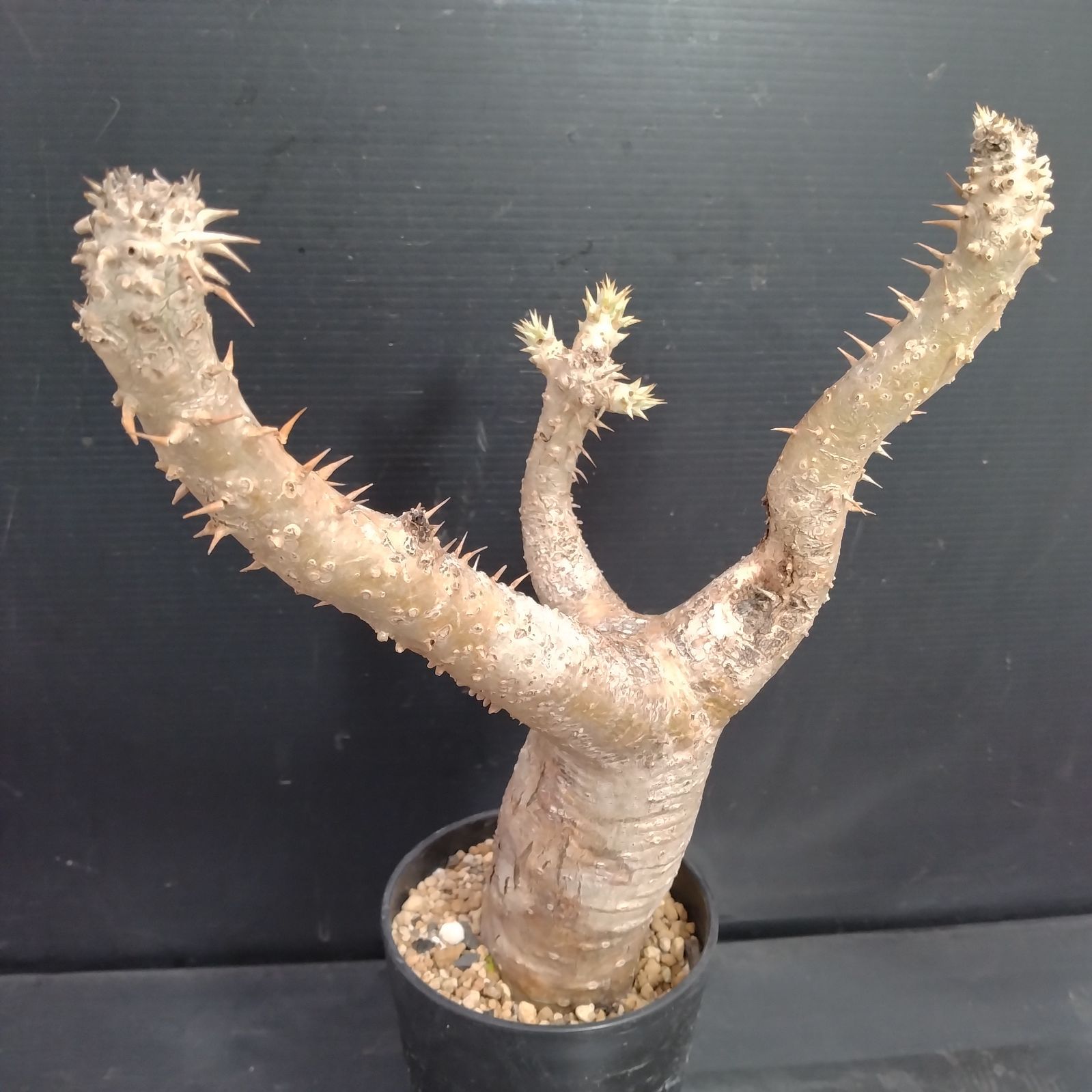 J064【自社養生株】パキポディウム エニグマティクム（現地球・発根株