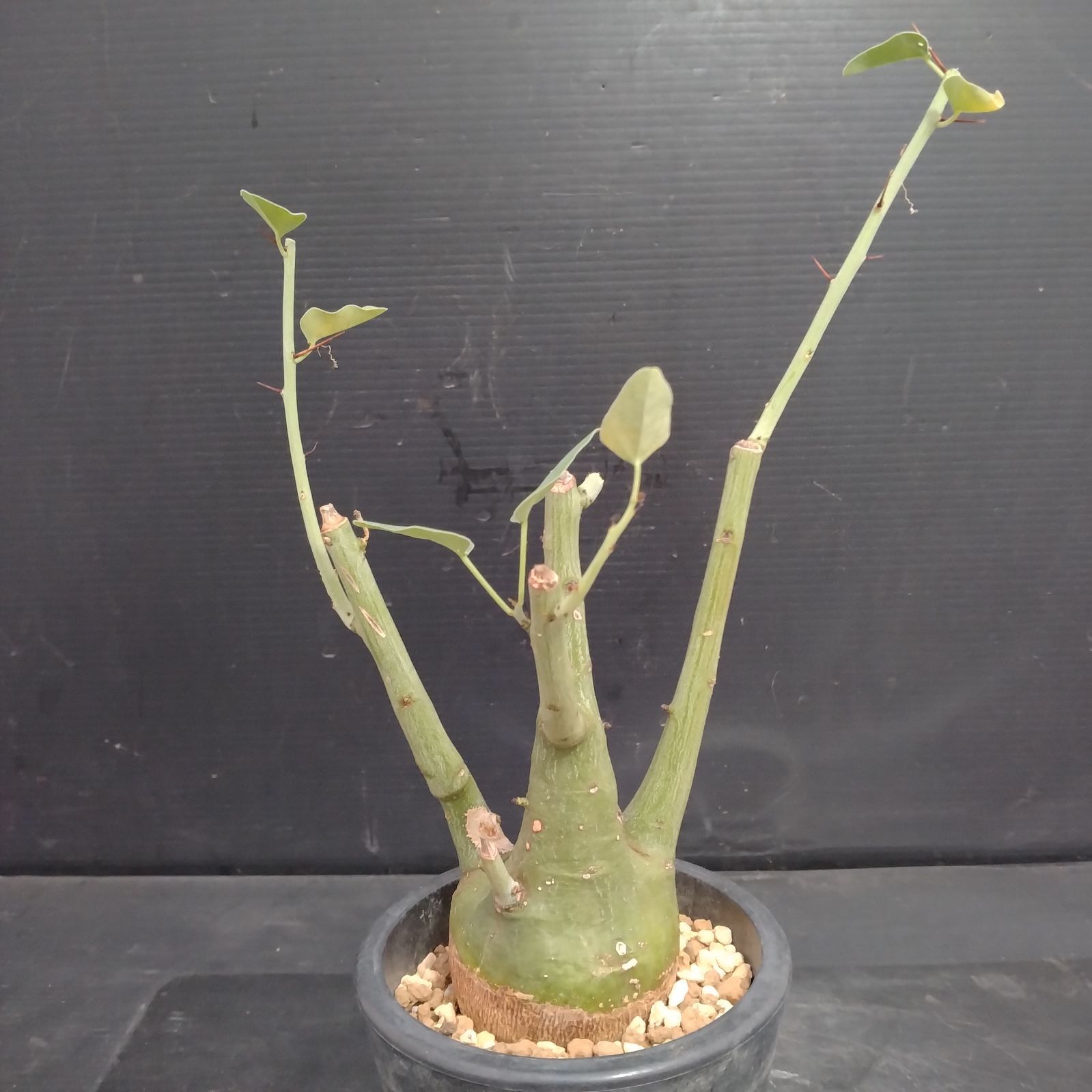 J065【自社養生株】アデニア スピノーサ（現地球・発根株・鉢植え