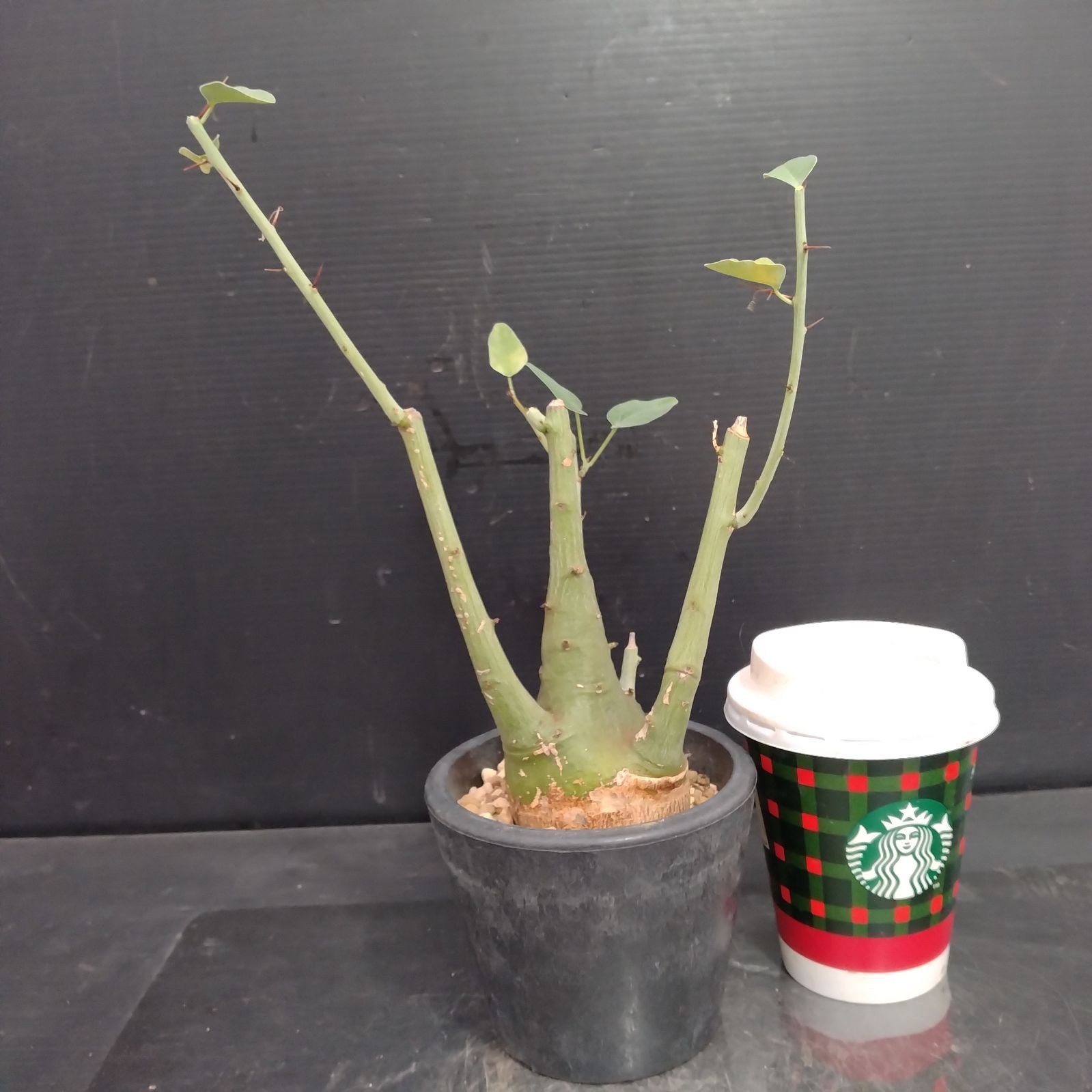 J065自社養生株アデニア スピノーサ（現地球・発根株・鉢植え リ695