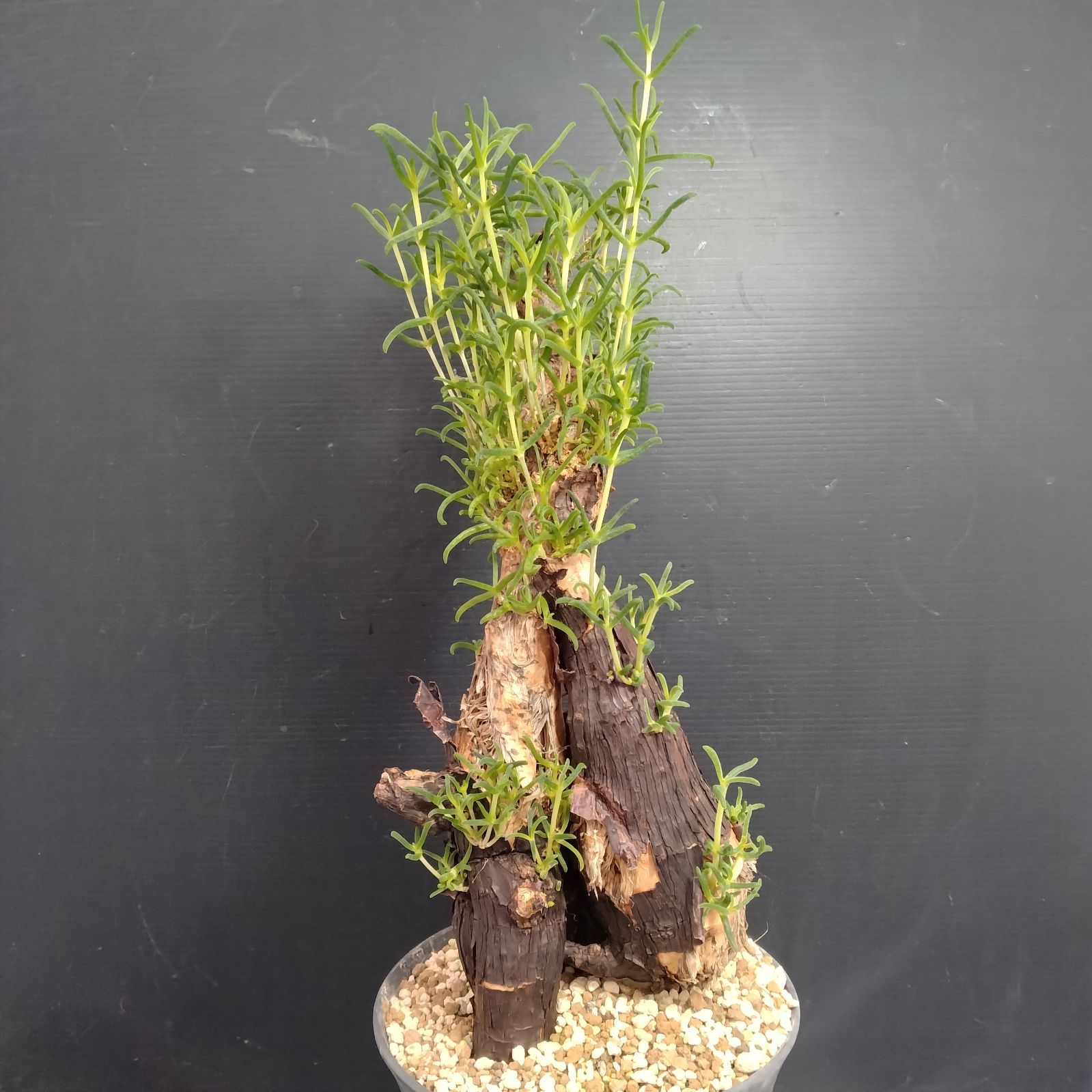 メストクレマ 大株 良樹形 鉢ごと 超メルカリ市限定 メストクレマ 大株 良樹形 鉢ごと 超メルカリ市限定 メストクレマ 大株