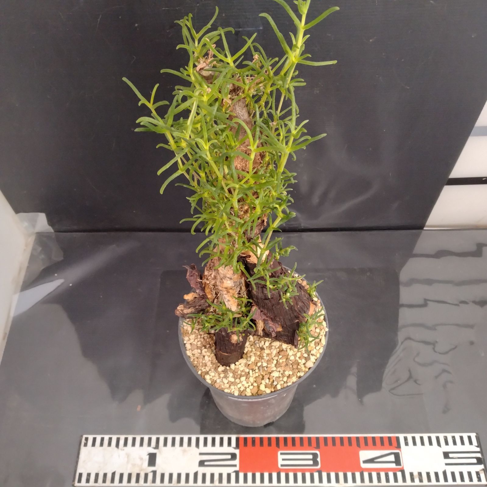 J069【自社養生株】メストクレマ（現地球・発根株・鉢植え）【塊根植物