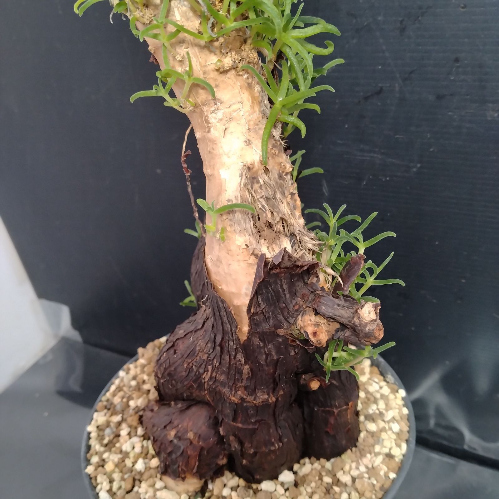 メストクレマ 大株 良樹形 鉢ごと 超メルカリ市限定 J069【自社養生株】メストクレマ（現地球・発根株・鉢植え）【塊根植物