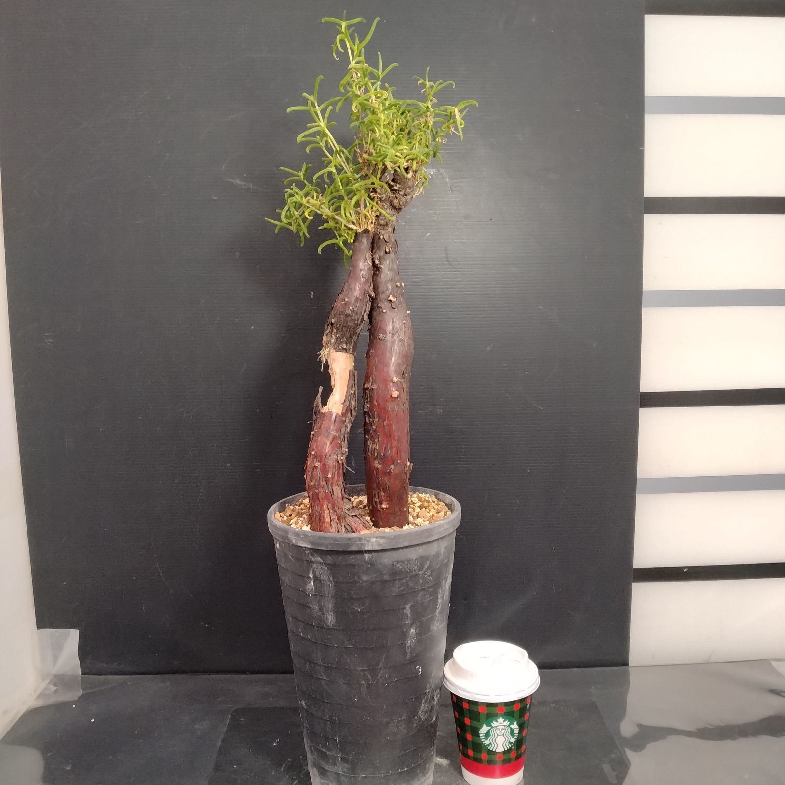 J070【自社養生株】メストクレマ（現地球・発根株・鉢植え）【塊根植物